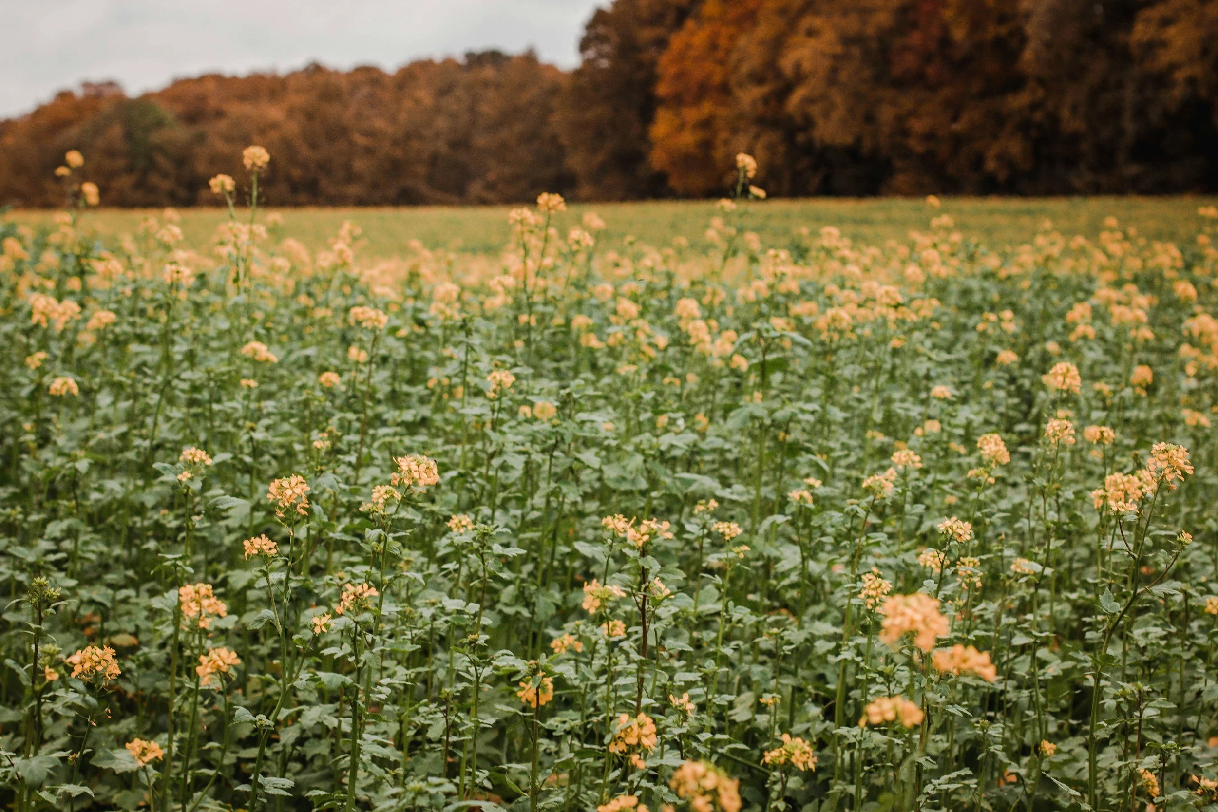 A field of yellow flowers with trees in the background and a cloudy sky.