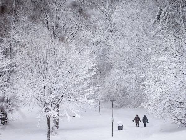 Heavy Snow vs. Your Trees: What Minnesota Homeowners Should Do After a Major Snowfall