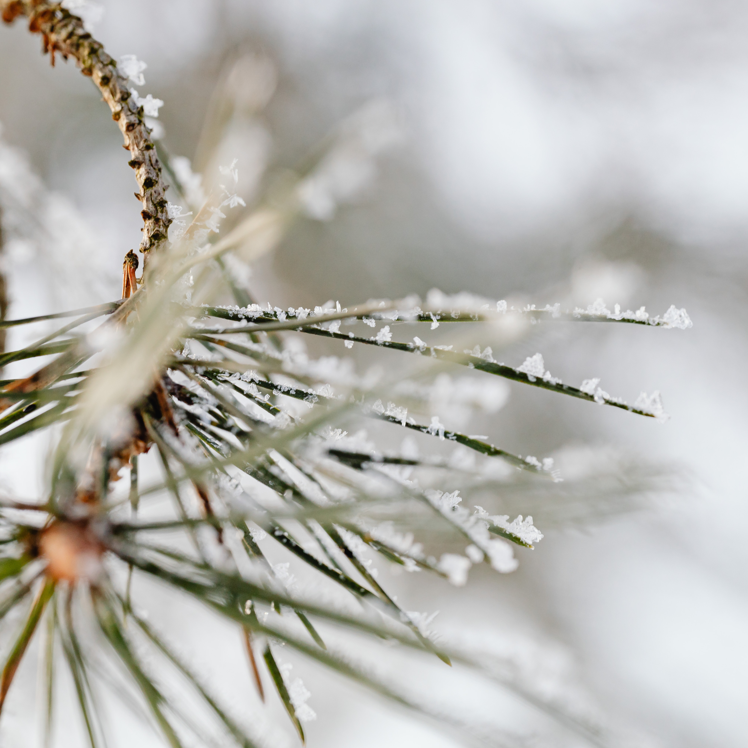 Winter Tree Hazards Minnesota Homeowners Shouldn’t Ignore: What an ISA Certified Arborist Looks For