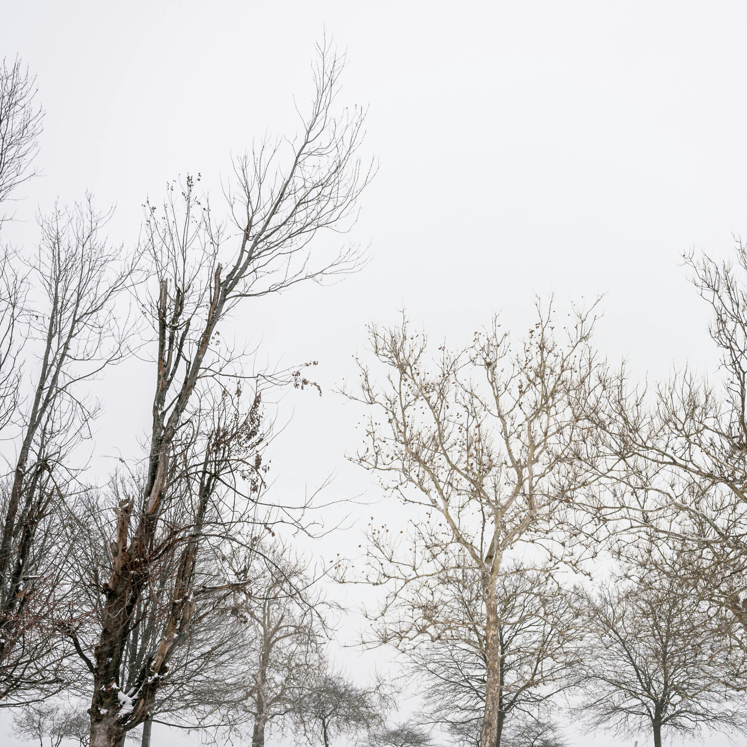 Winter Discounts Explained: Why Booking Tree Work Now Saves Minnesota Homeowners Time and Money