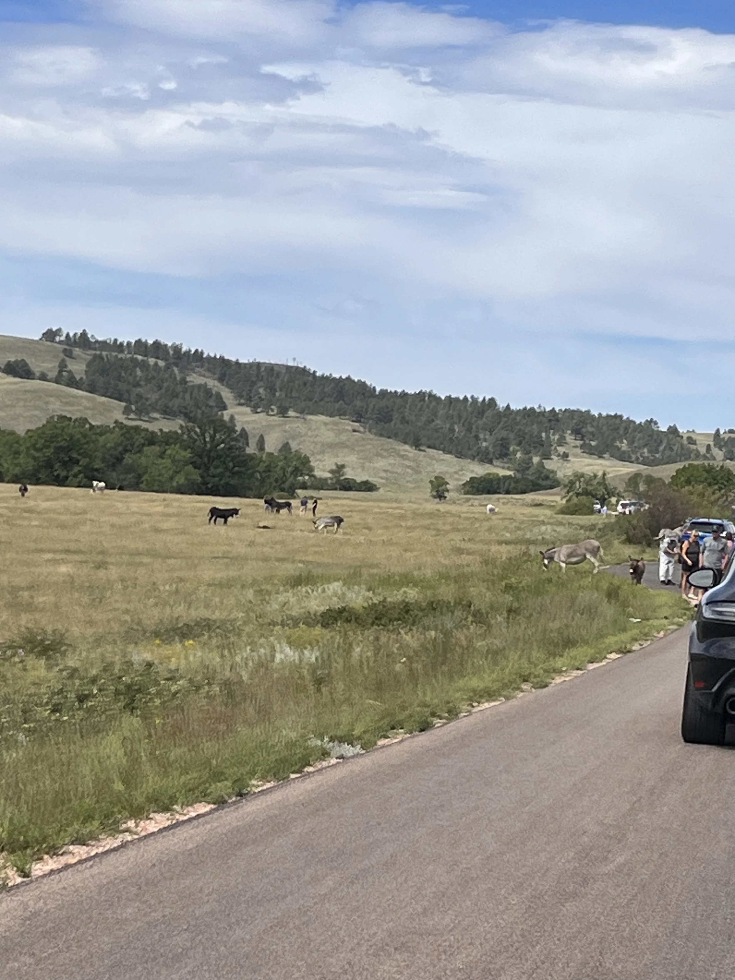 Run for the Hills 2026 Black Hills, SD