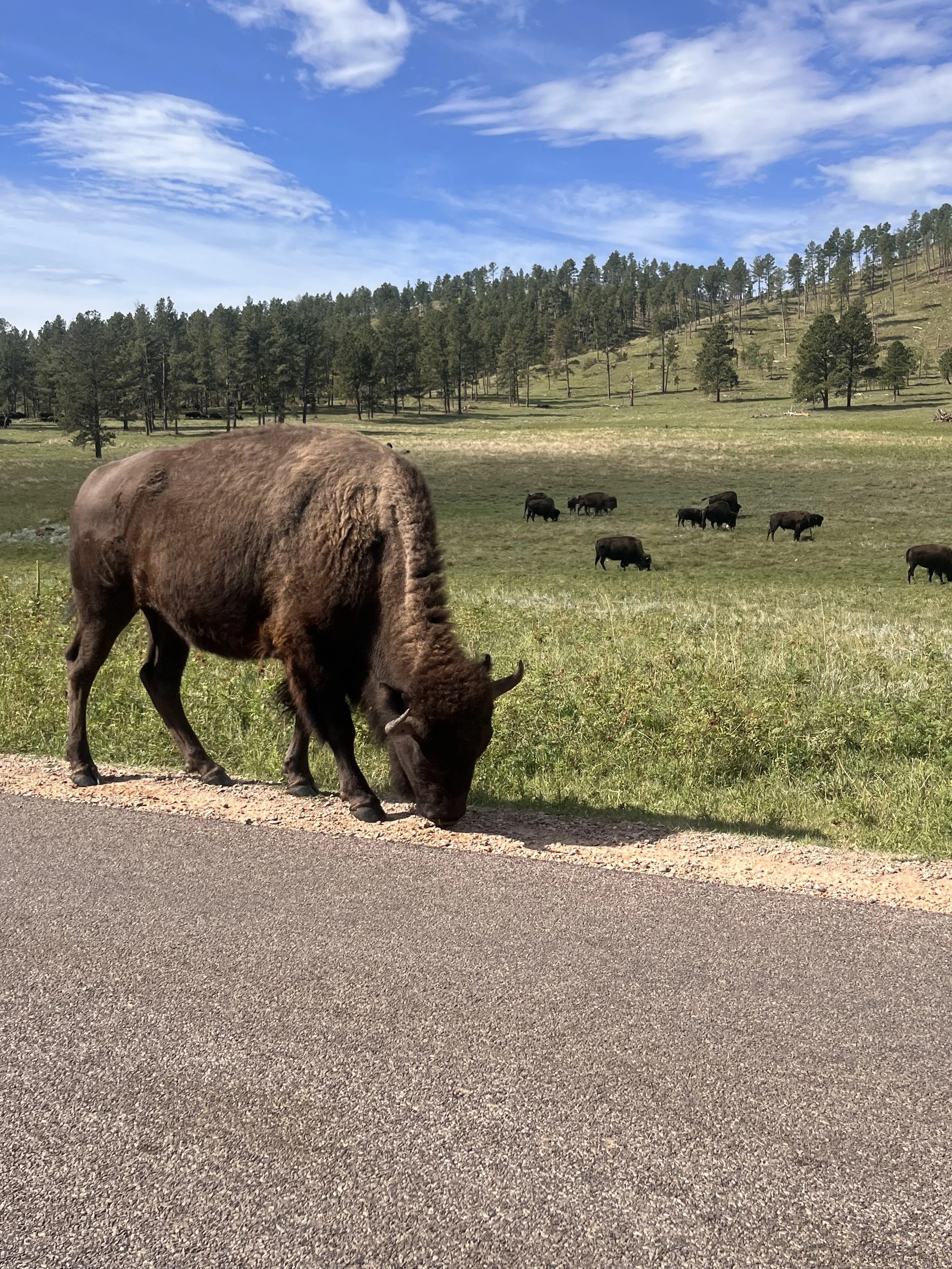 Run for the Hills 2026 Black Hills, SD