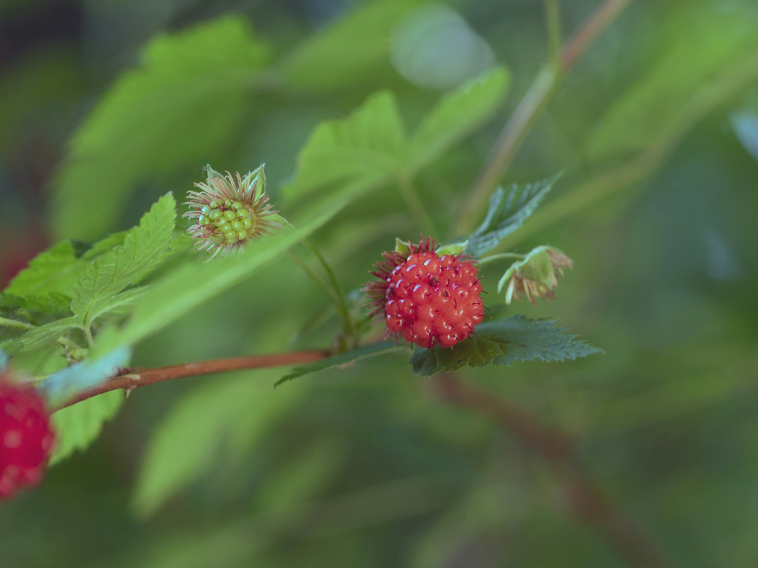 Close-up of a red raspberry growing on a green leafy plant