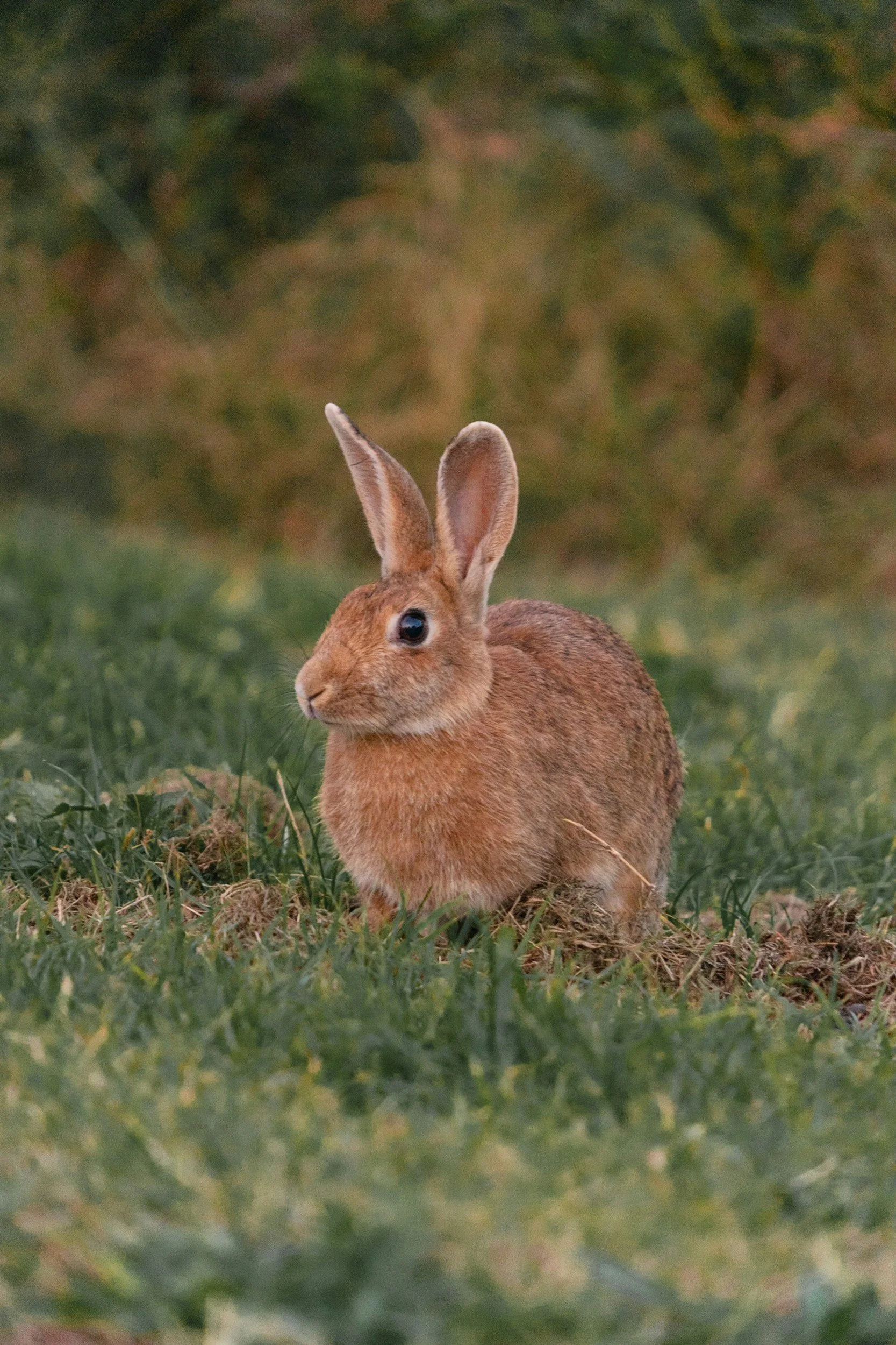 A brown rabbit sitting on green grass with a blurred natural background.