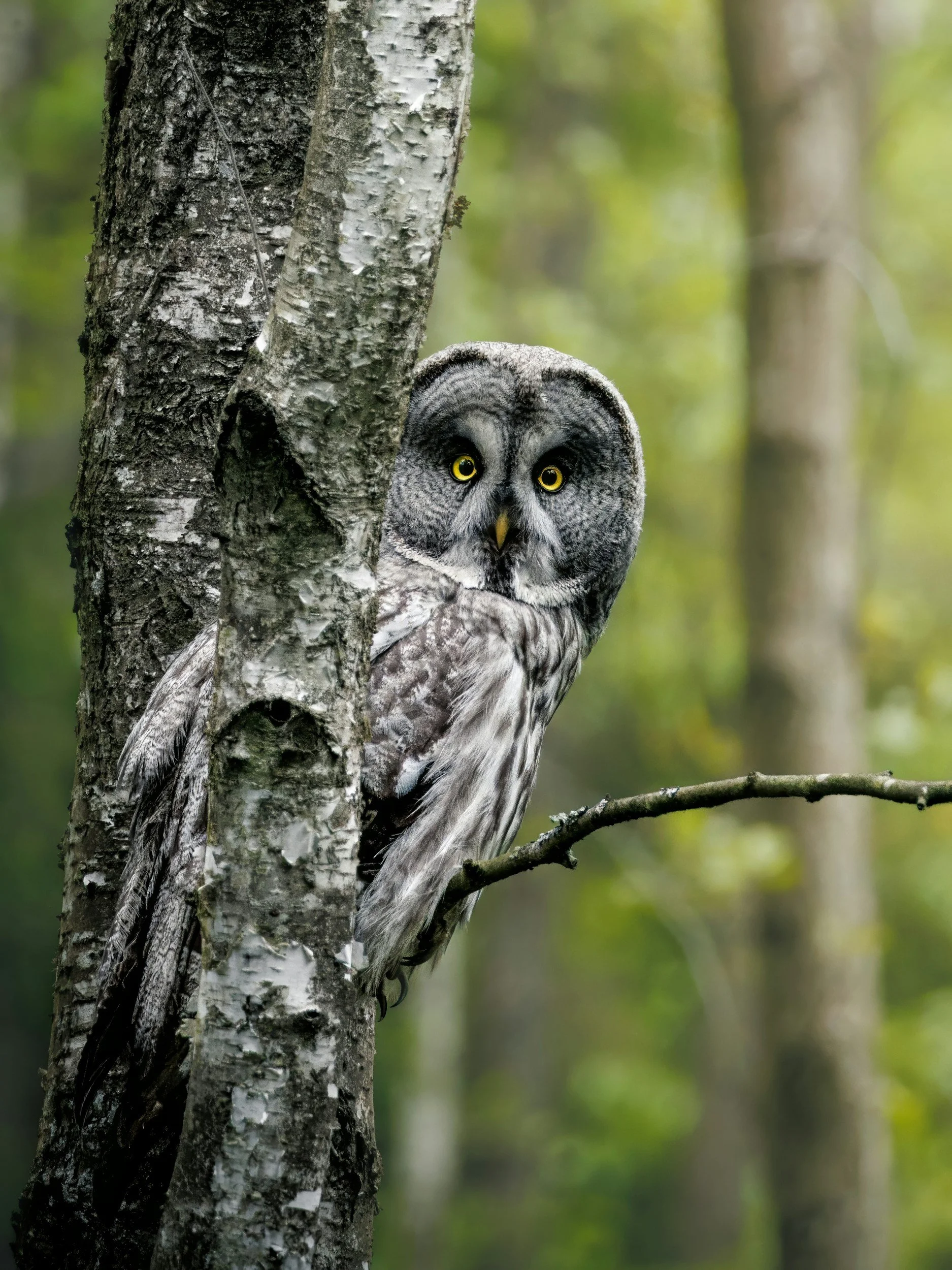 An owl with a round face and yellow eyes perched on a tree branch in a forest setting.