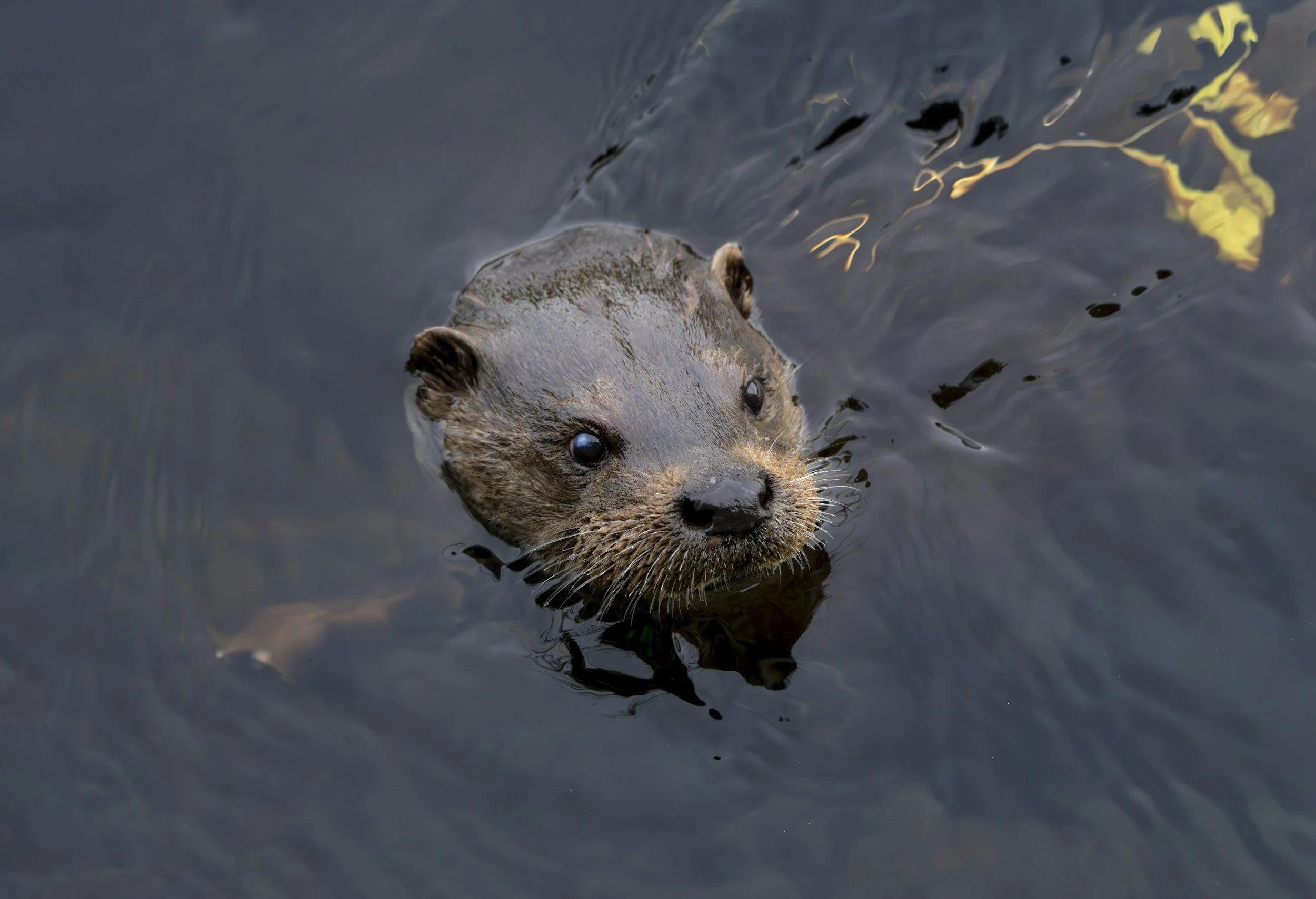 A close-up of a young otter swimming in dark water, looking directly at the camera.