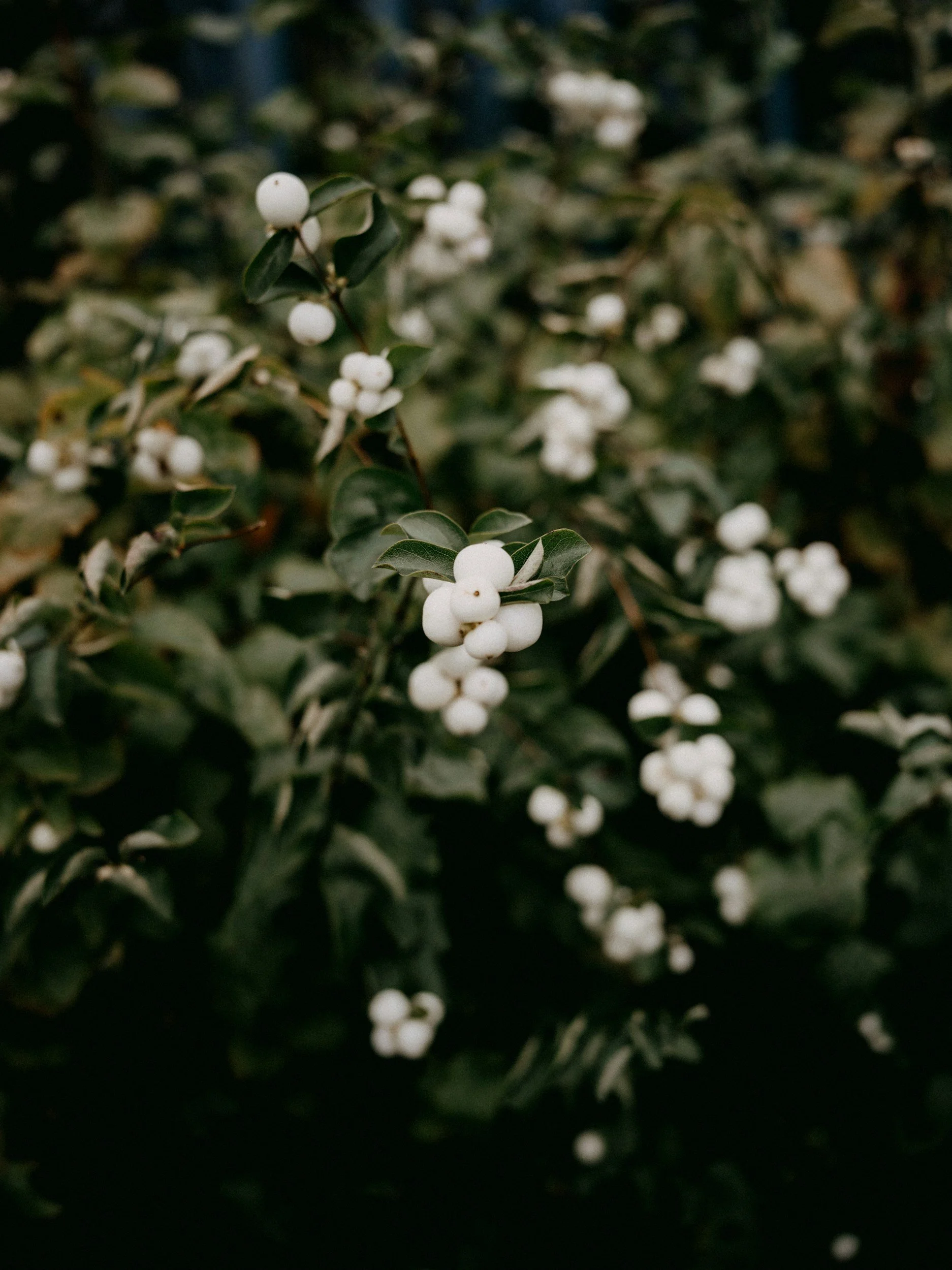 Close-up of a bush with small white berries and dark green oval leaves.