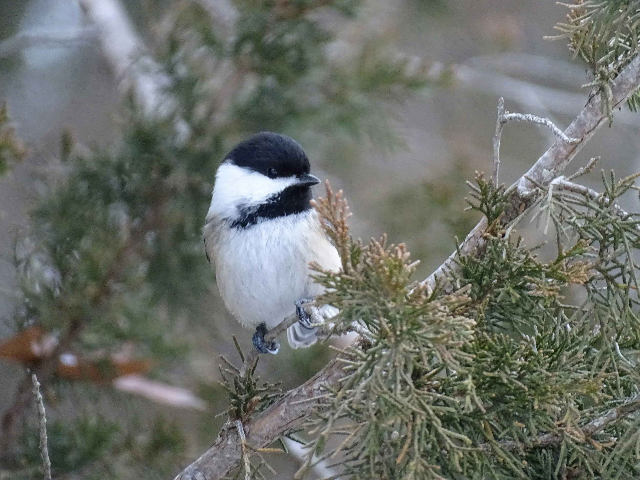 A small black and white bird perched on a branch of an evergreen tree.