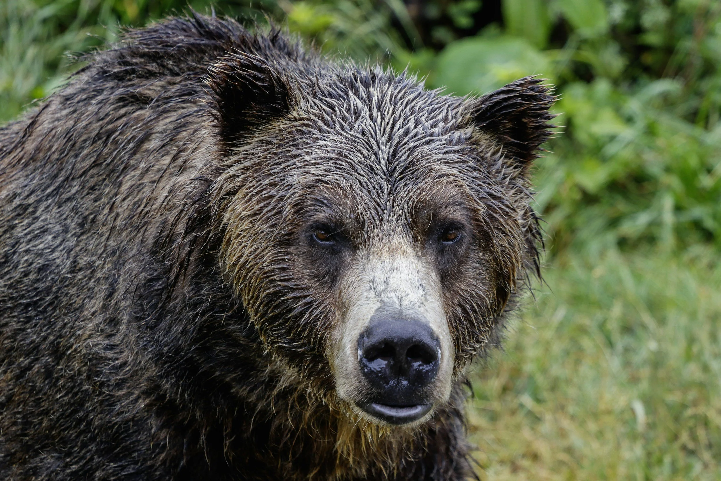 Close-up of a wet brown bear with a background of green foliage.