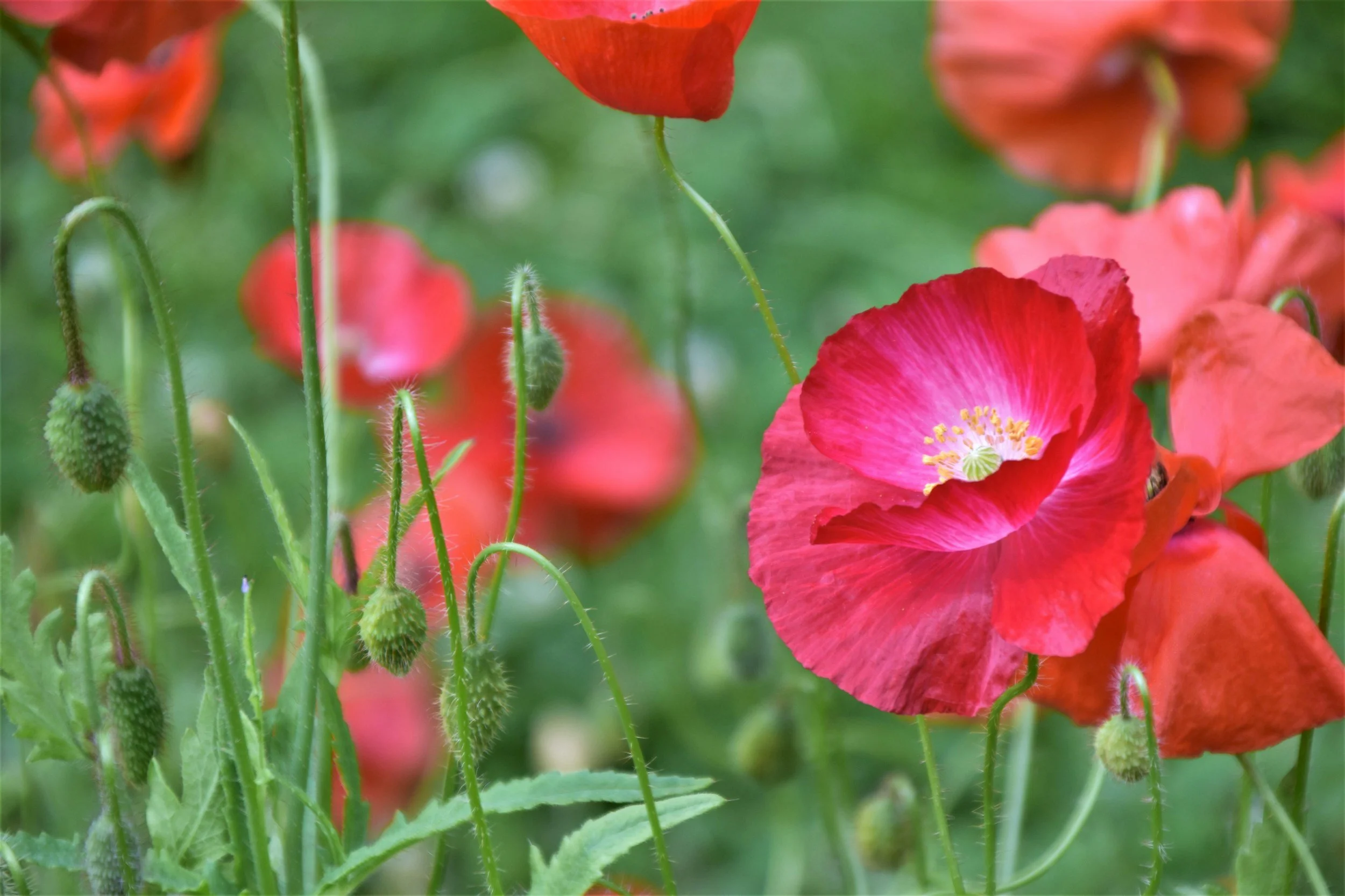 Remembrance Day
