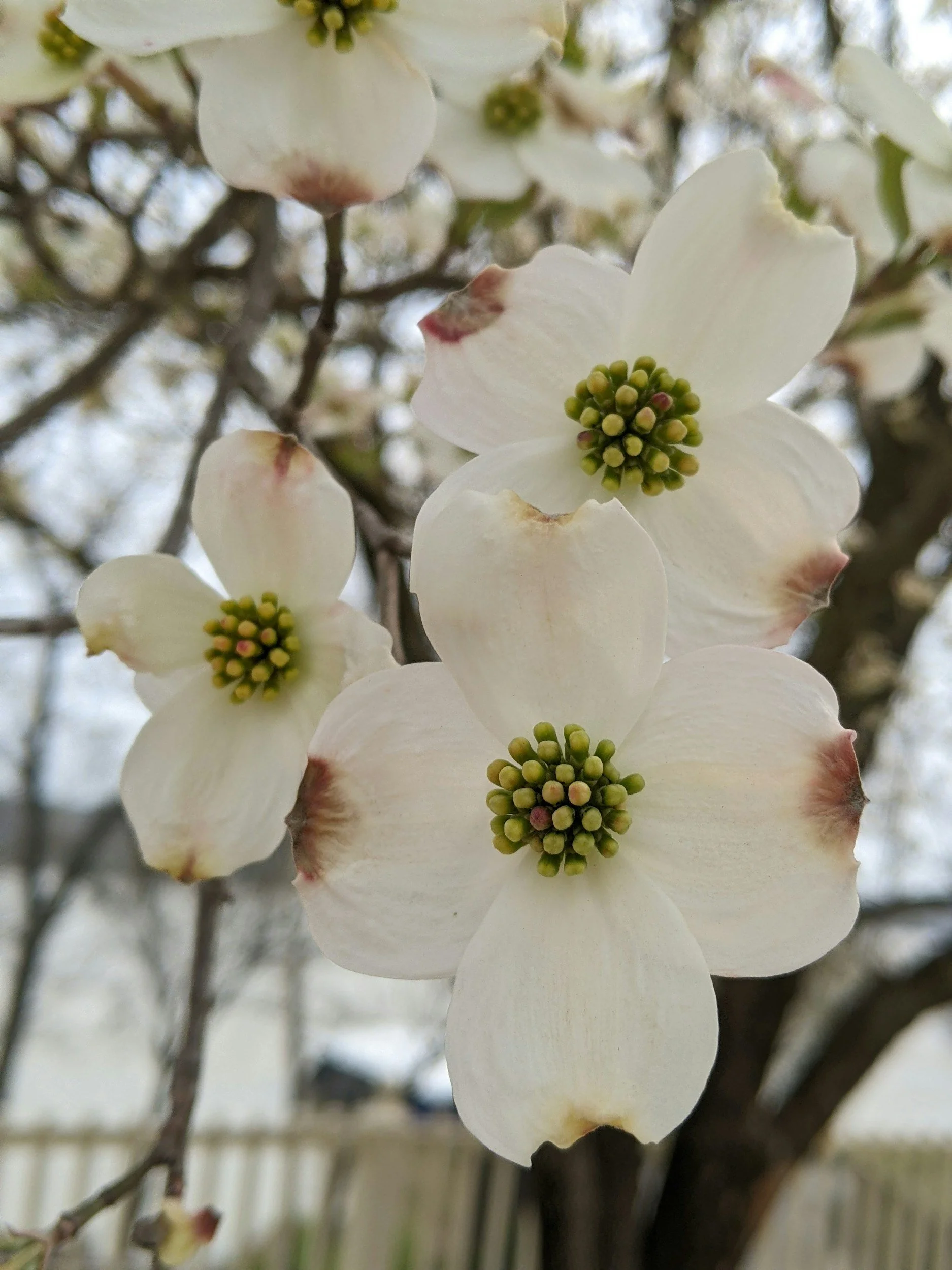 Close-up of white dogwood flowers with green centers, some petals having brown spots, on a tree branch with blurred background.