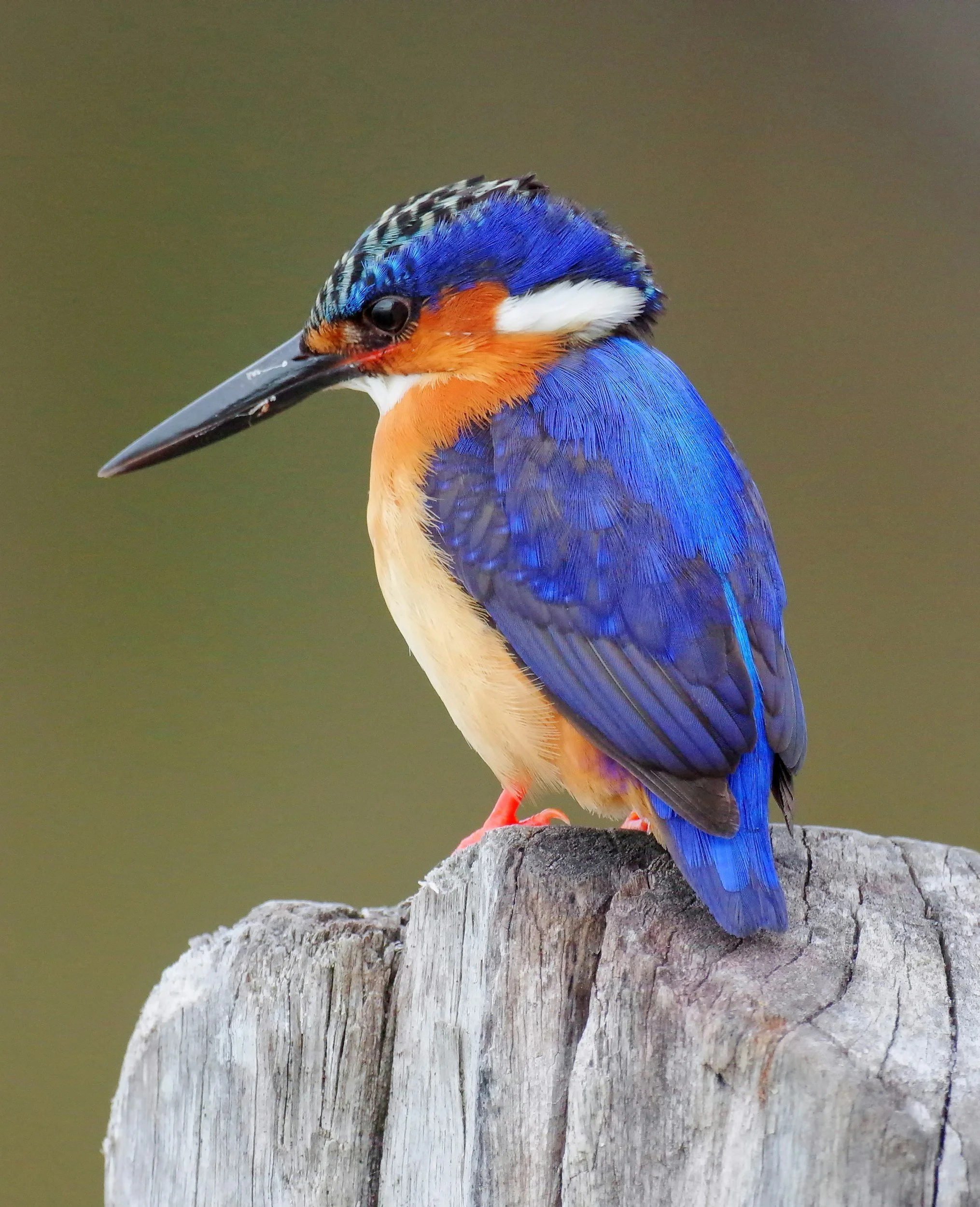 A colorful kingfisher bird perched on a weathered wooden log with a blurred green background.