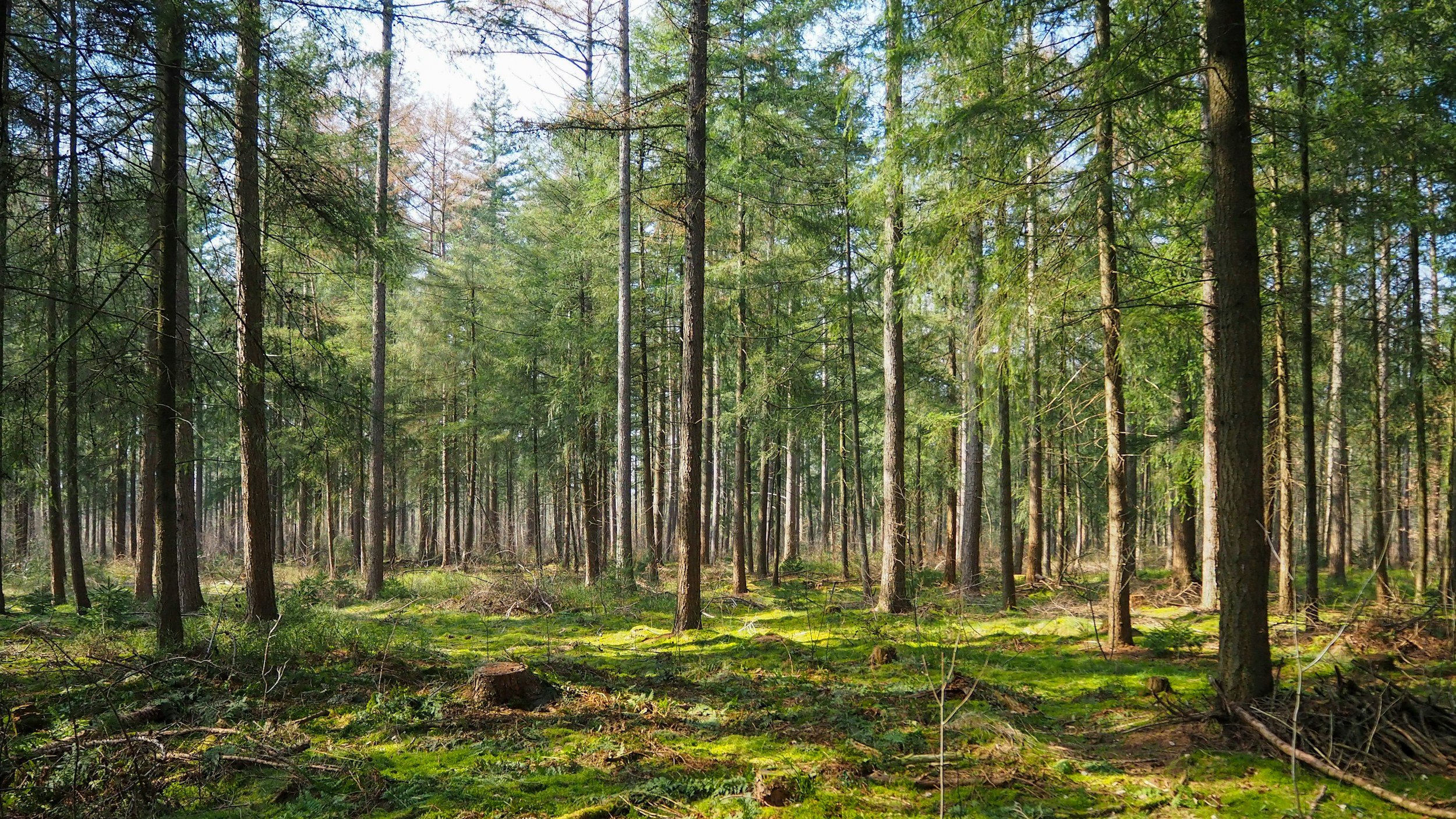 A dense forest with tall, thin trees and green moss covering the forest floor, sun shining through the branches.