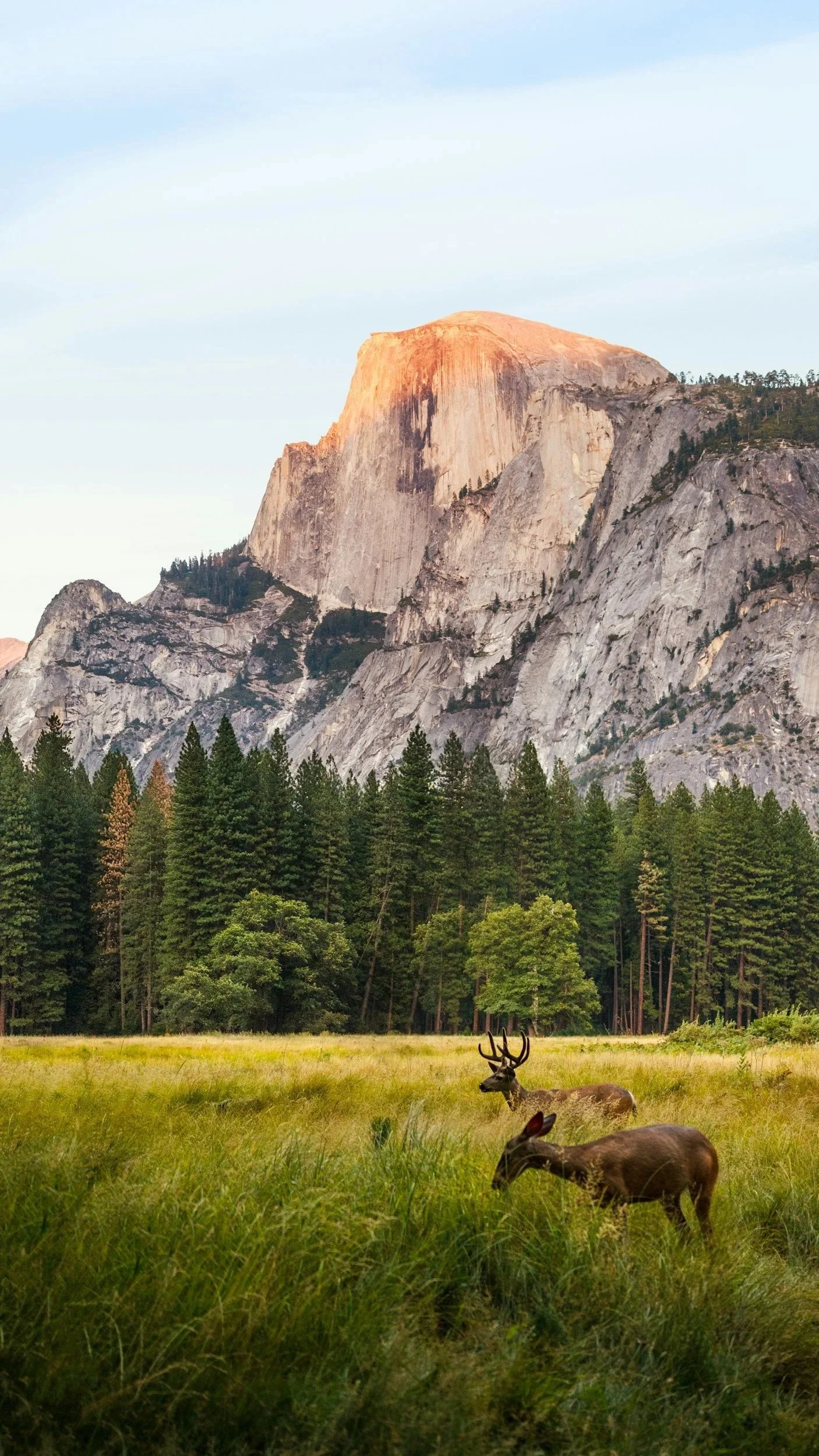 Deer grazing in a grassy meadow with a forest of evergreen trees and a mountain in the background during daylight.