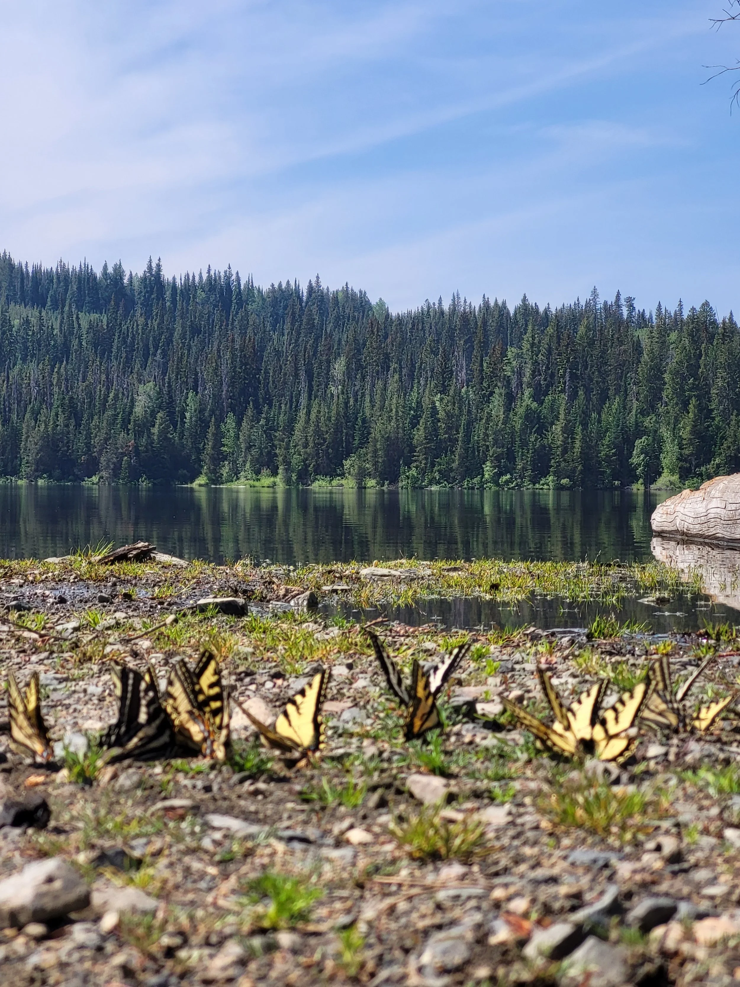 Insect Population Decline