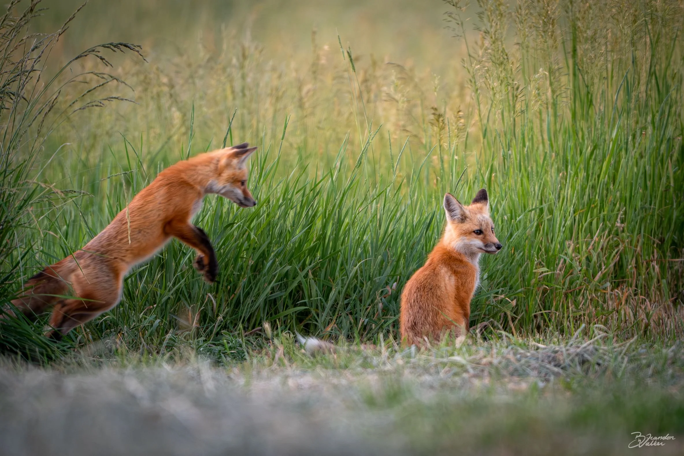 Pounce.jpg