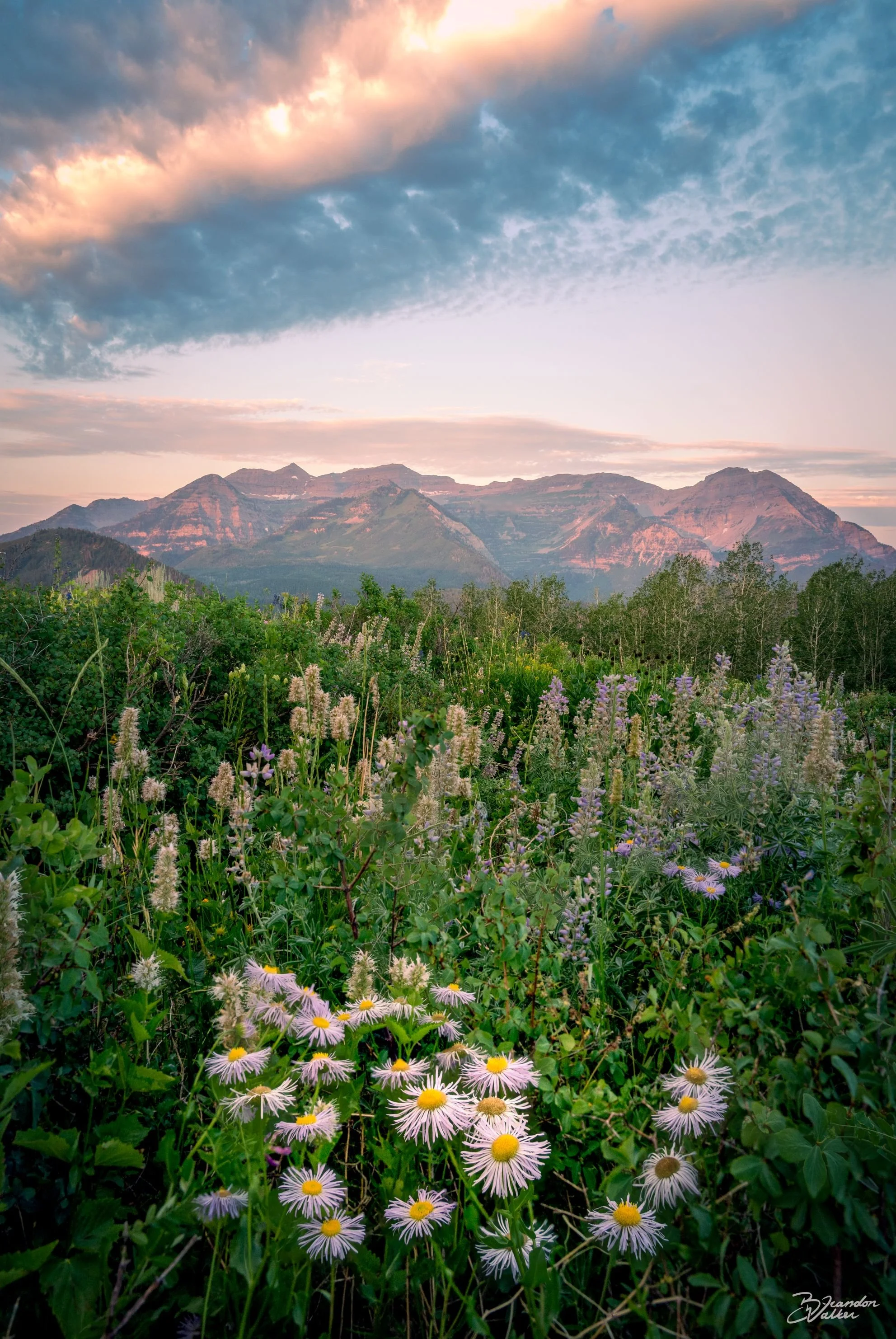 Abloom.jpg
