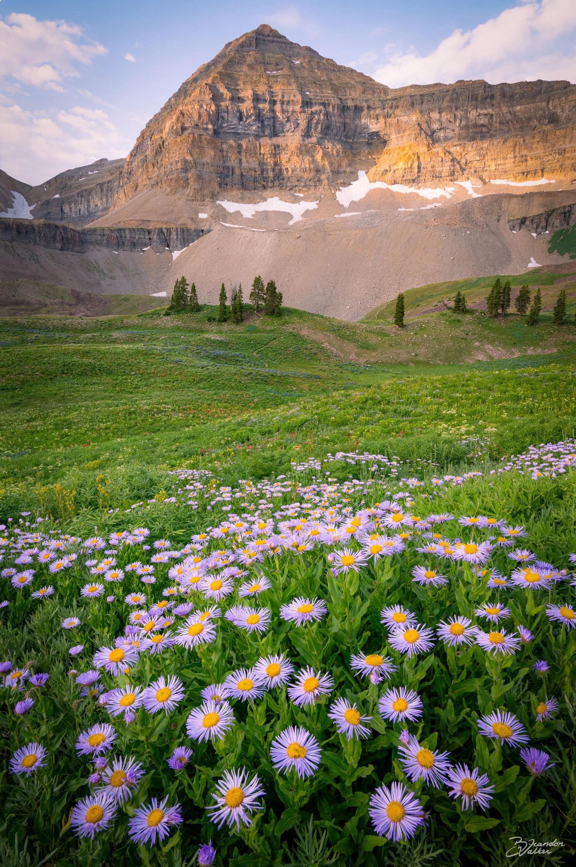 Wildflowers.jpg