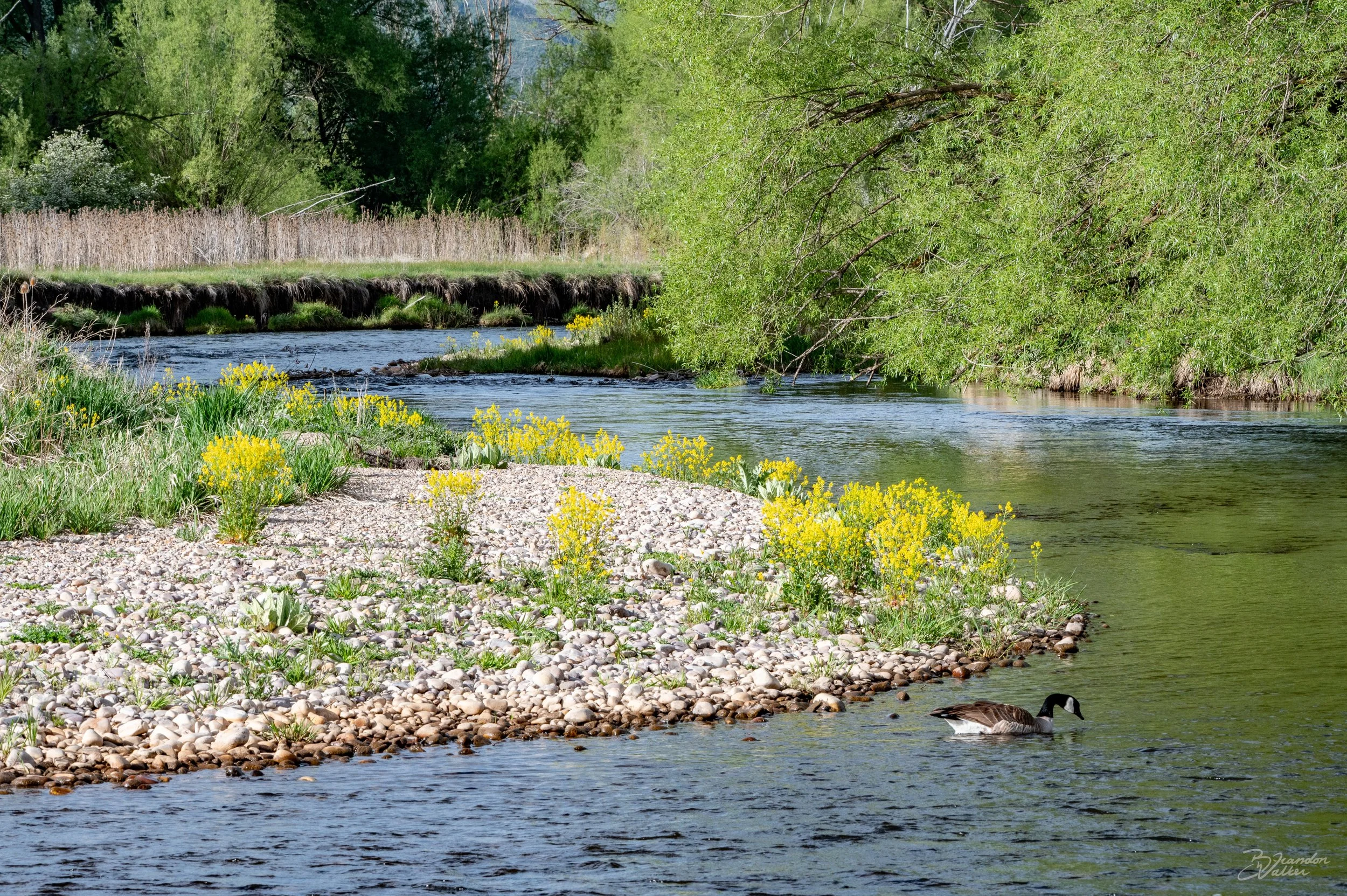 Creekside.jpg