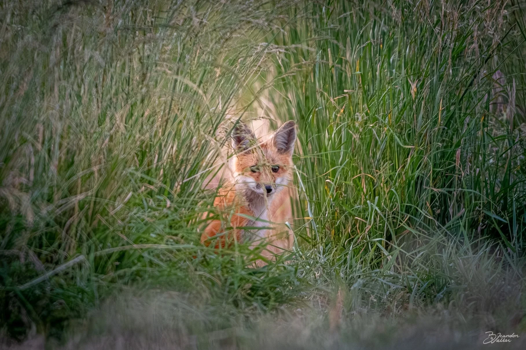 Forage.jpg