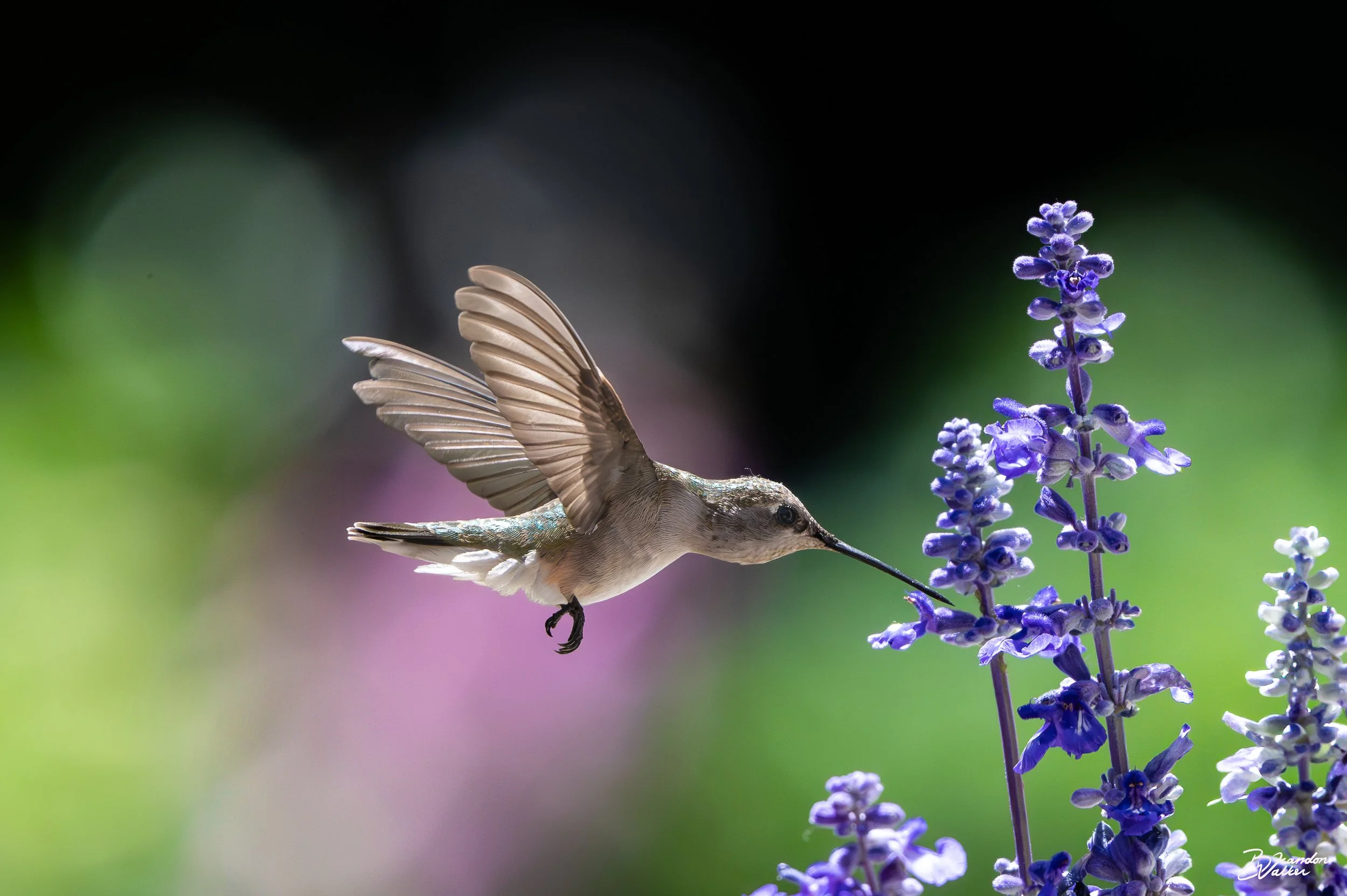 Nectar.jpg