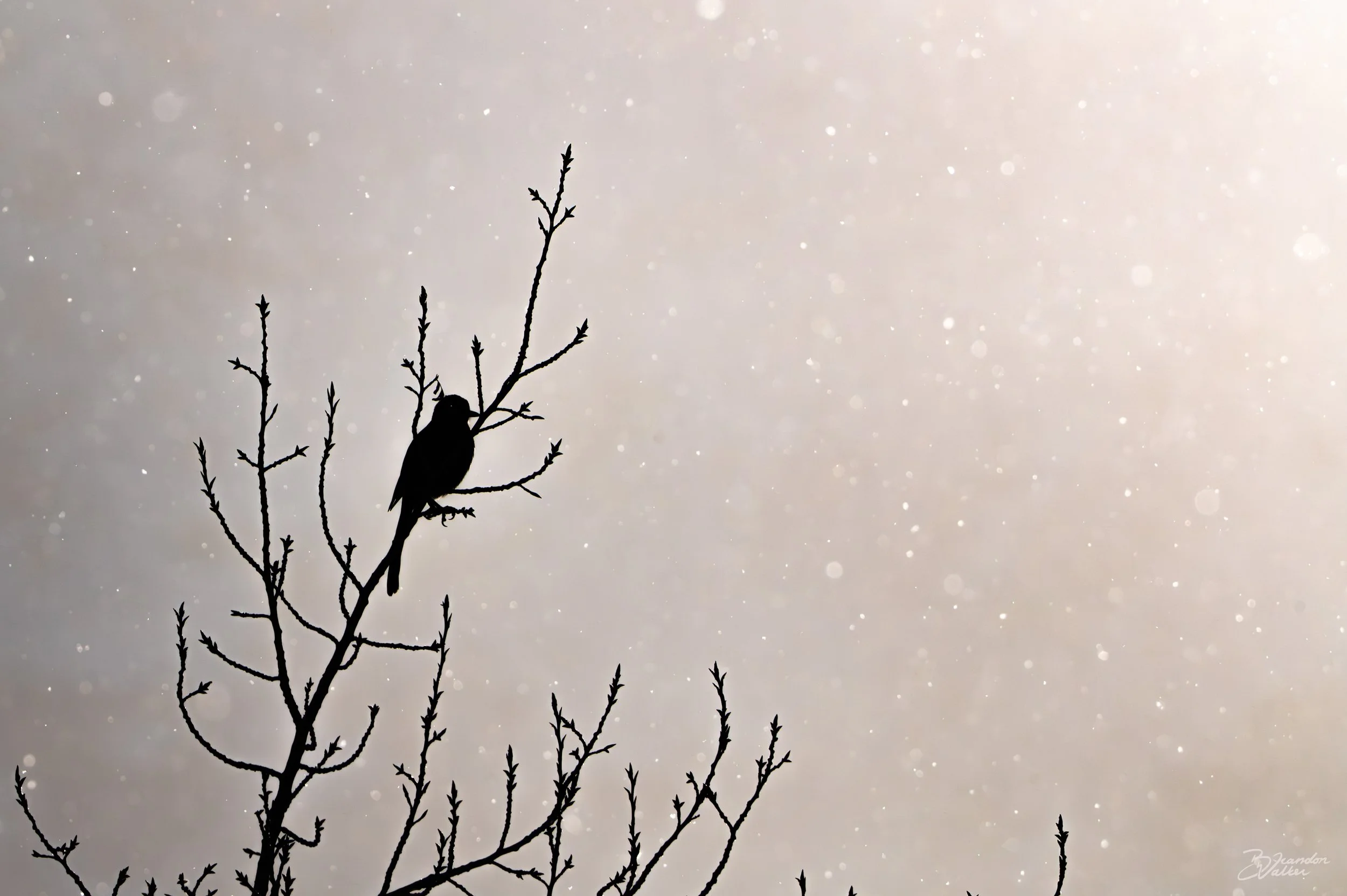 Snowbound.jpg