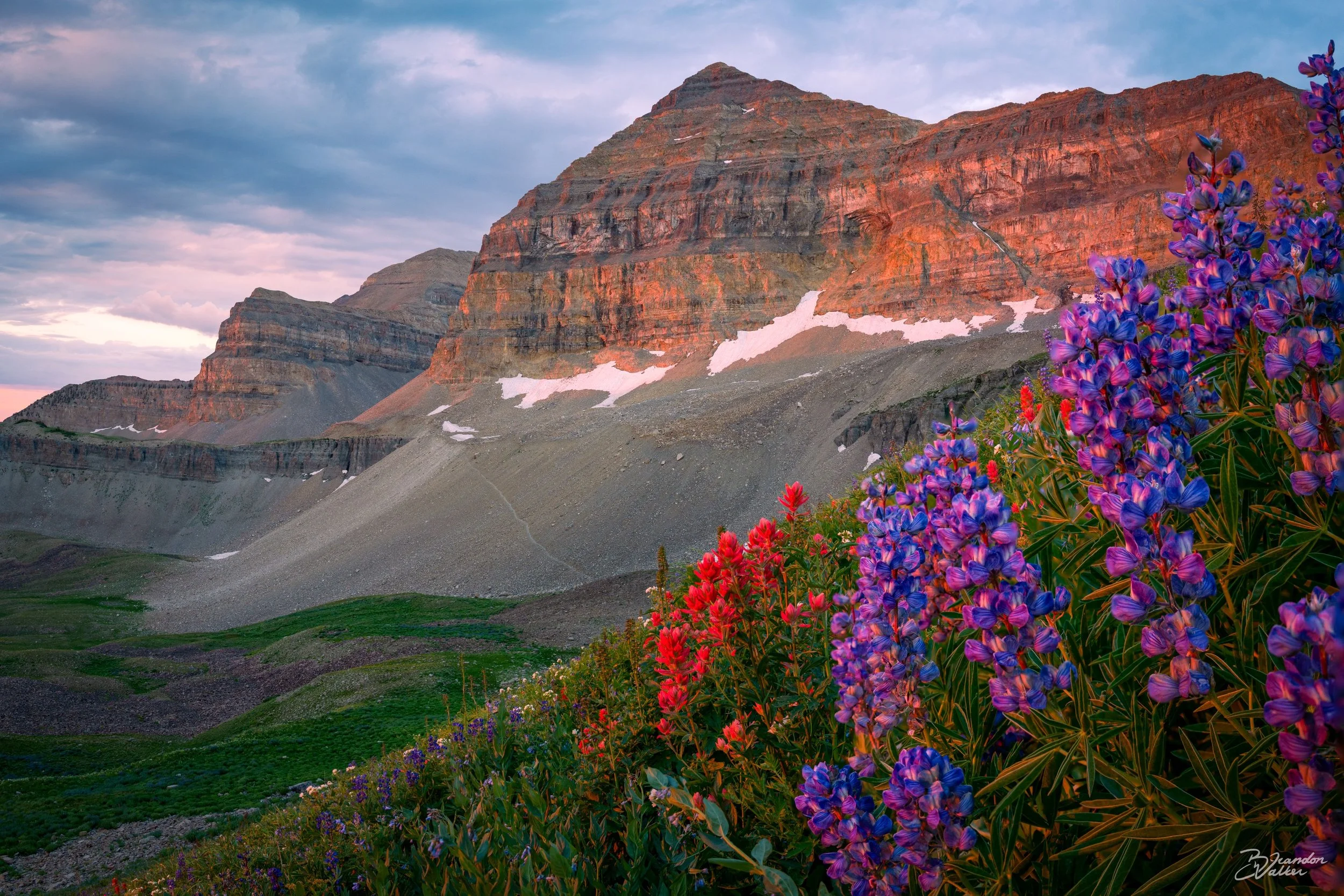 Lupine.jpg
