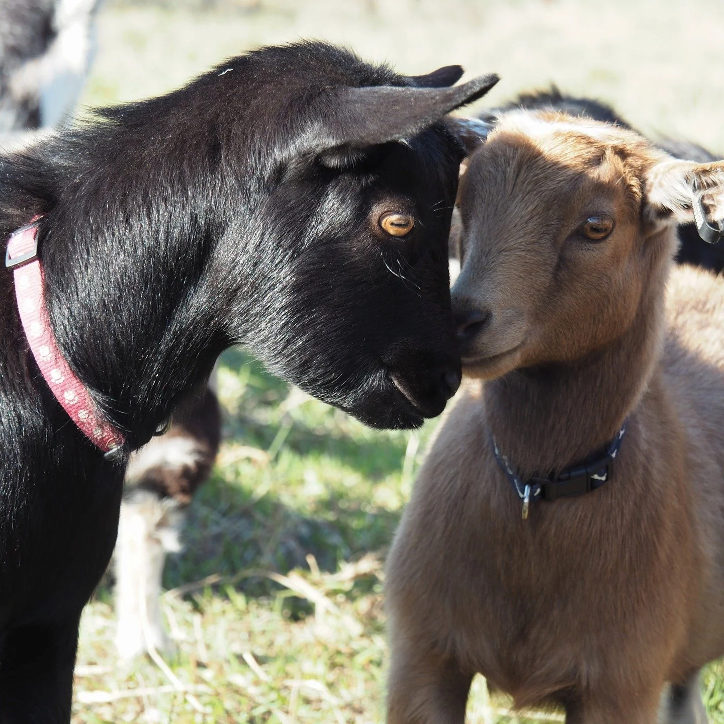 There&rsquo;s a special kind of love that lives in the herd 💚

At Locourt Pygmy Goats, we see it every day&mdash;in gentle head bumps, shared naps, and playful chases. These little bonds remind us why we do what we do.

#LocourtPygmyGoats #GoatLove 
