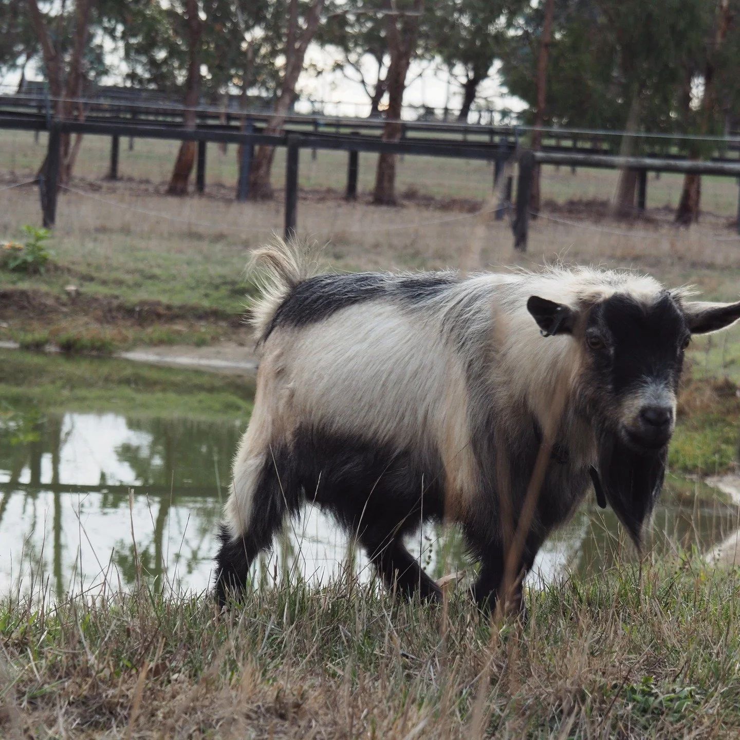 Meet Billy Idol, our superstar billygoat stud! 

This handsome guy is the heart of our pygmy goat breeding program&mdash;strong, healthy, and full of personality. He brings top-quality genetics and a gentle temperament to our small but mighty herd.

