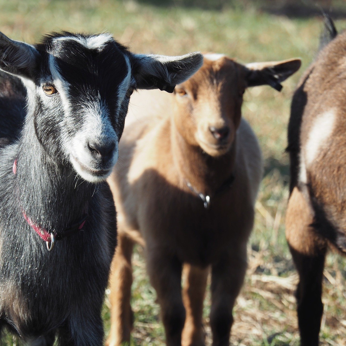 Meet the Herd 🐐🌱
Say hello to our happy herd of pygmy goats! 💚 
Raised with love on our sustainable farm, these tiny hooved friends help us live close to the land and keep the weeds in check &mdash; naturally. 

#PygmyGoats #SustainableFarming #Ti