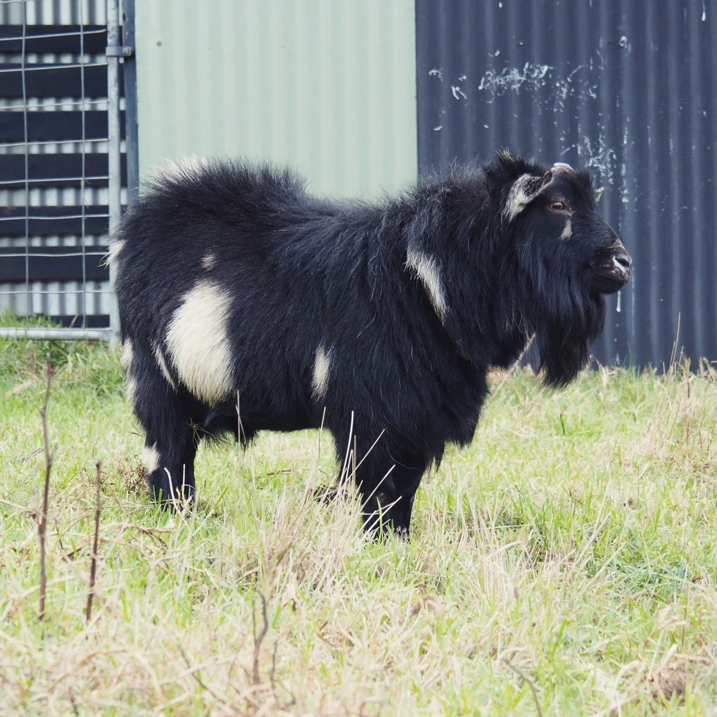 Say hello to Brendan, our magnificent stud here at Locourt pygmy goat stud! 
This big, friendly boy is the backbone of our pygmy goat breeding program &ndash; known not only for his strong genetics but also for his gentle, lovable nature. 💙
Brendan 