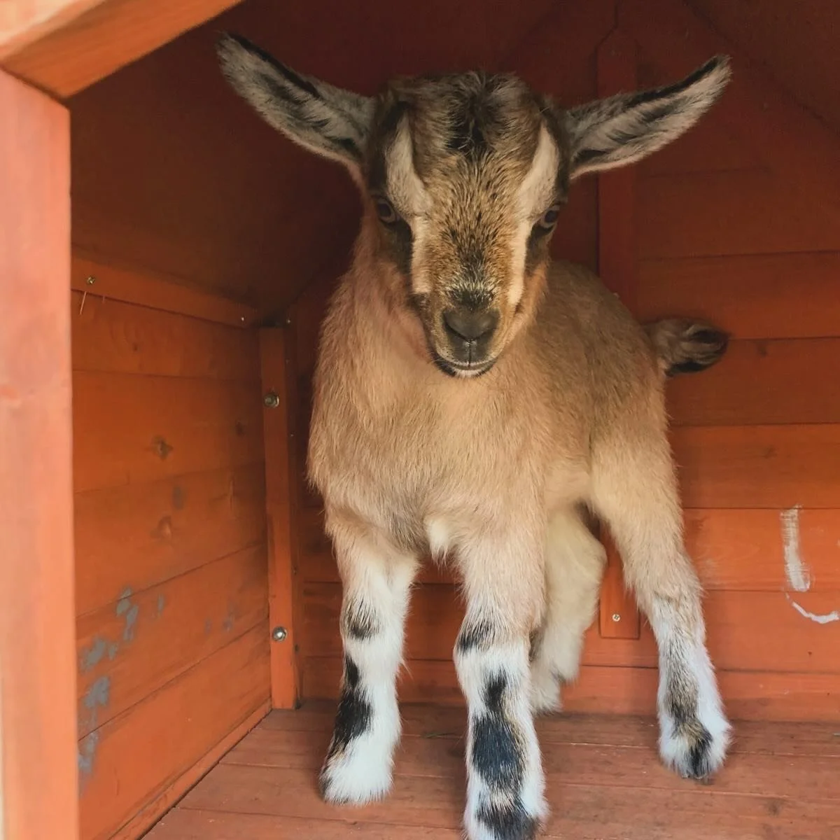Final Baby Boy of the Season! 💙🐐

Say hello to the very last baby boy born this season here at Locourt Pygmy Goats &mdash; and just look at that face! This handsome little guy is already full of personality and charm!

Born healthy and strong, he&r