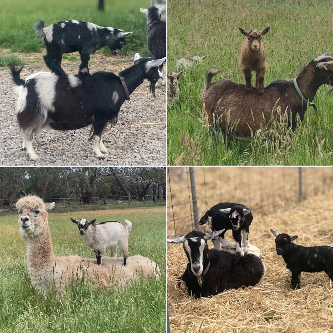 Pygmy piggybacks!

Life on the farm is full of surprises&hellip; like discovering that your back is the most sought-after playground around! 
Our cheeky little kids are natural-born climbers &mdash; if it stands still long enough, it&rsquo;s fair gam