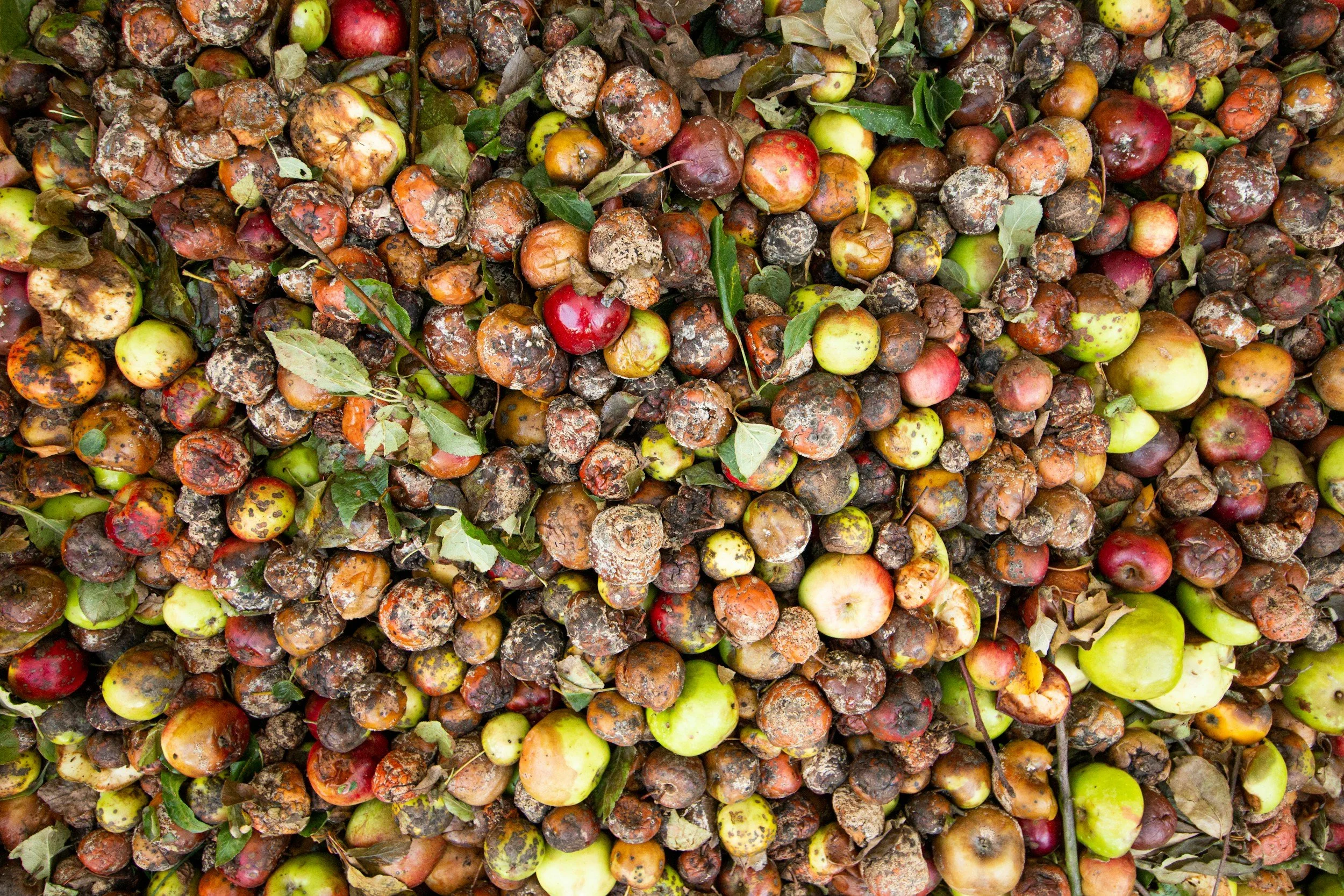 Reduce Food Waste: Small Changes, Big Impact