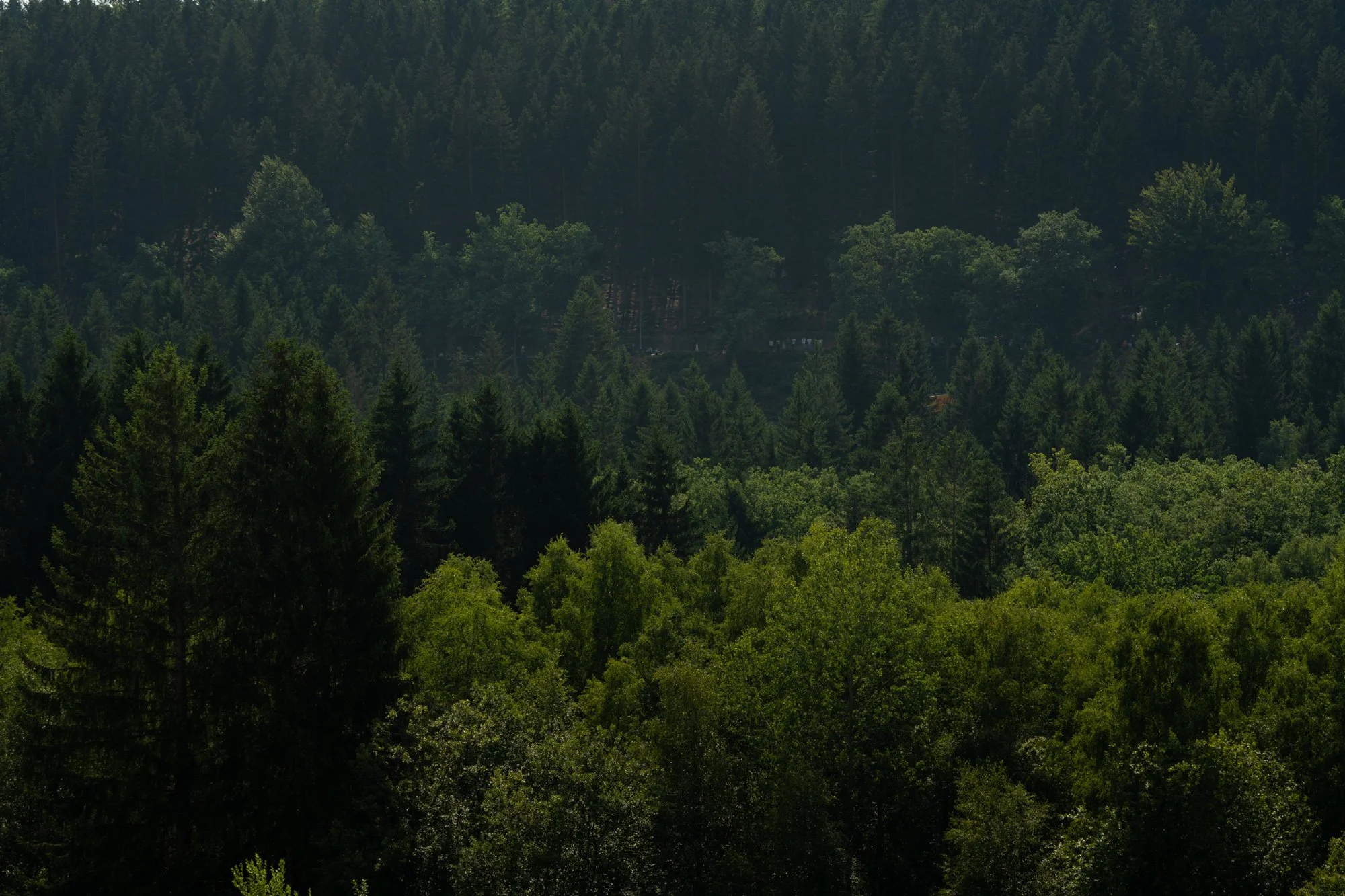 View of a densely forested mountain landscape with various types of trees and a trail visible in the distance.