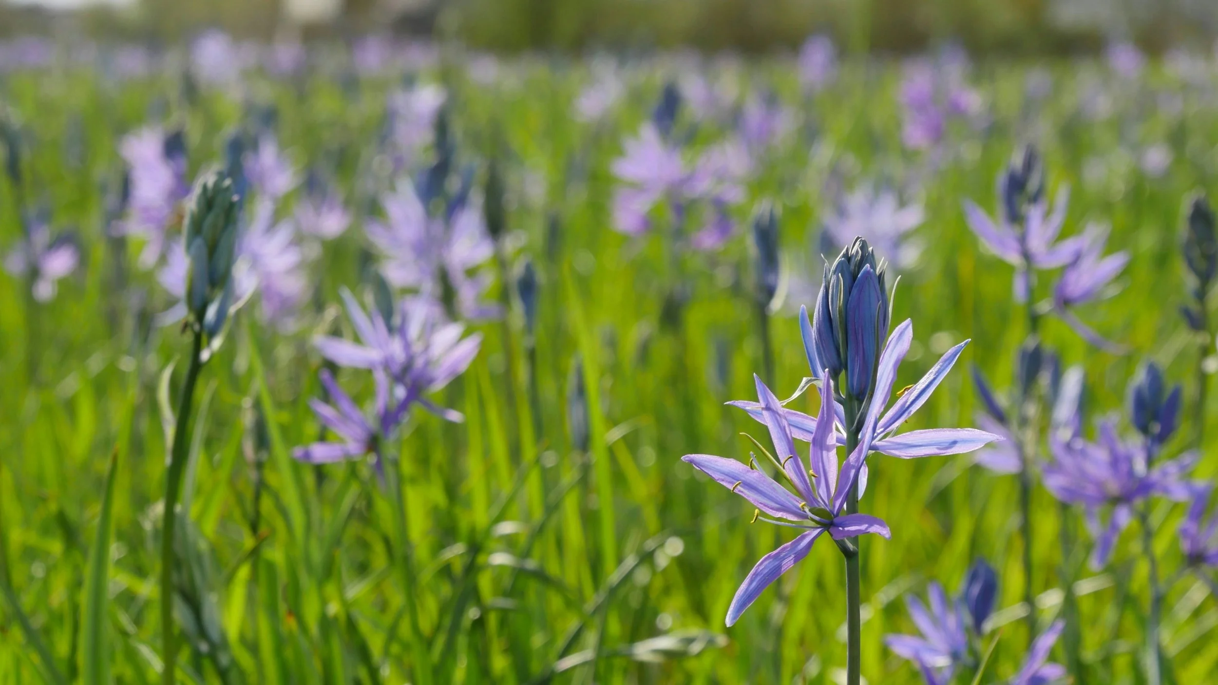 Close-up of purple flowers with green grass in a field, out-of-focus background, sunny day.