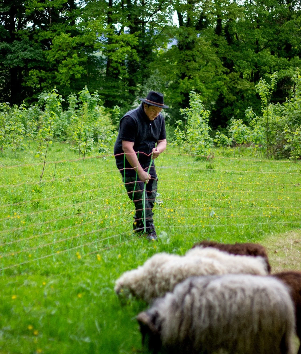Ein Mann mit schwarzem Hut und schwarzer Kleidung füttert Schafe auf einer grünen Wiese, umgeben von jungen Bäumen und einem Wald im Hintergrund.