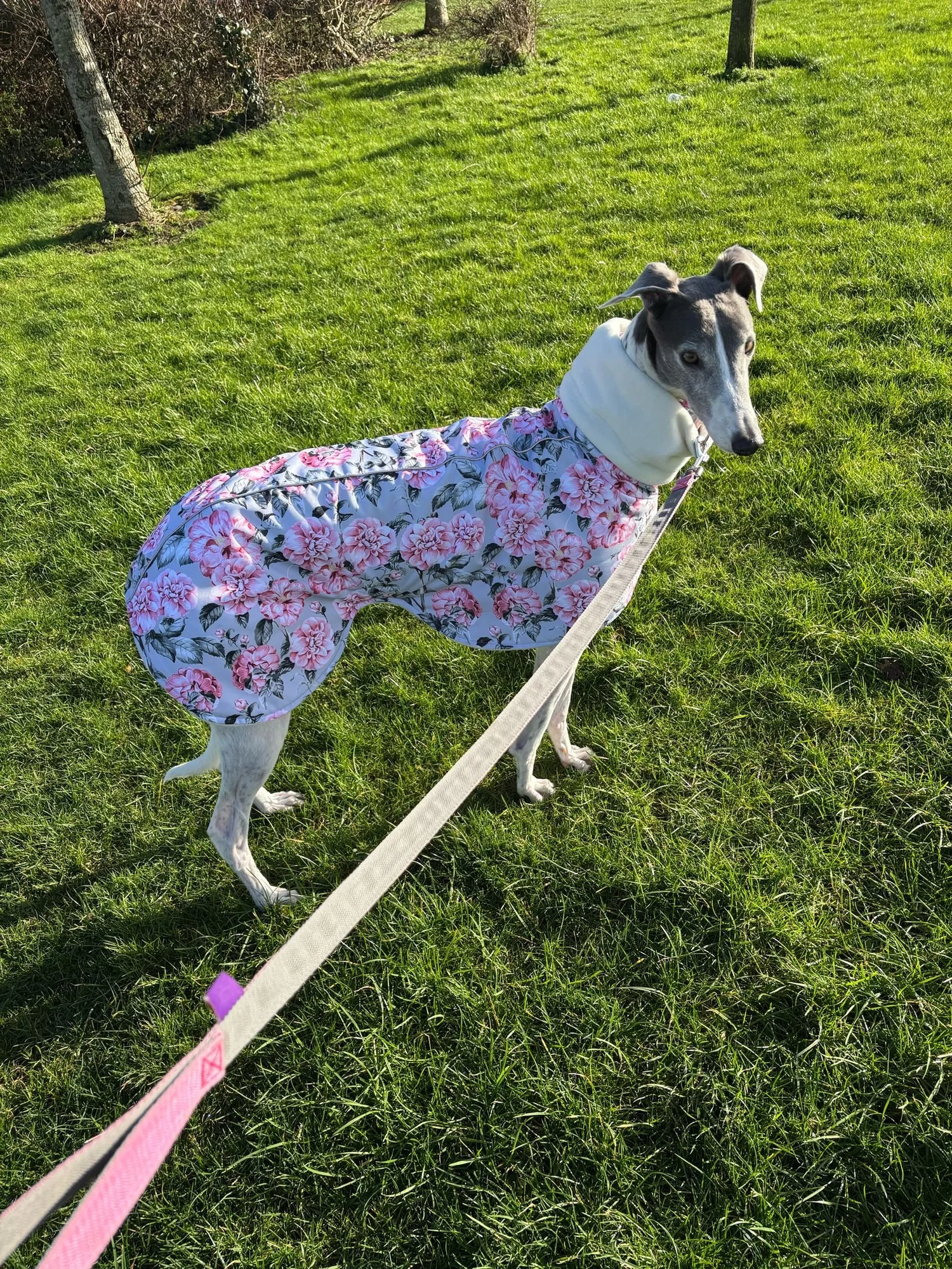 A whippet in patterned pyjamas standing on a lawn