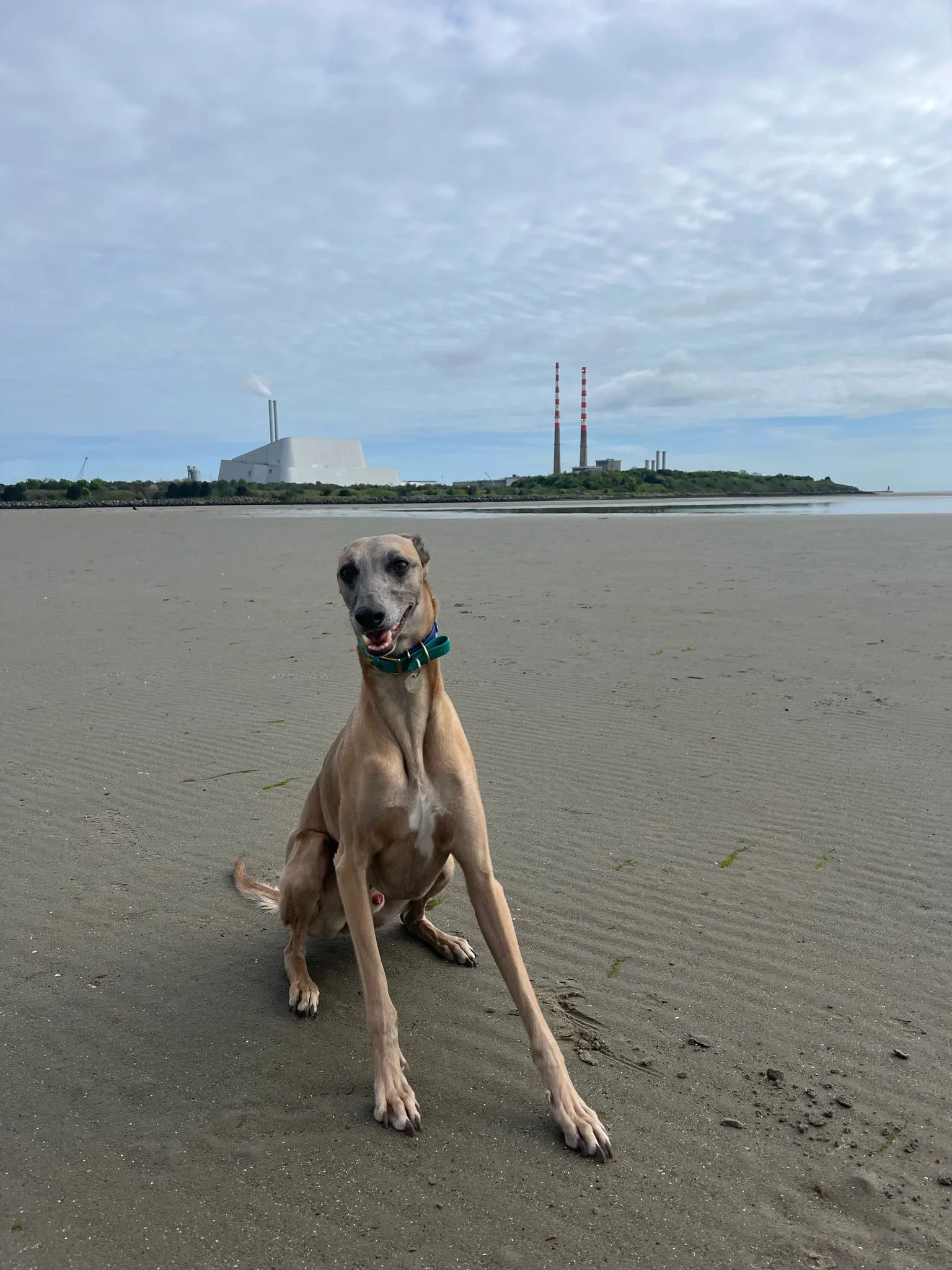 The Greyhound Scream of Death…