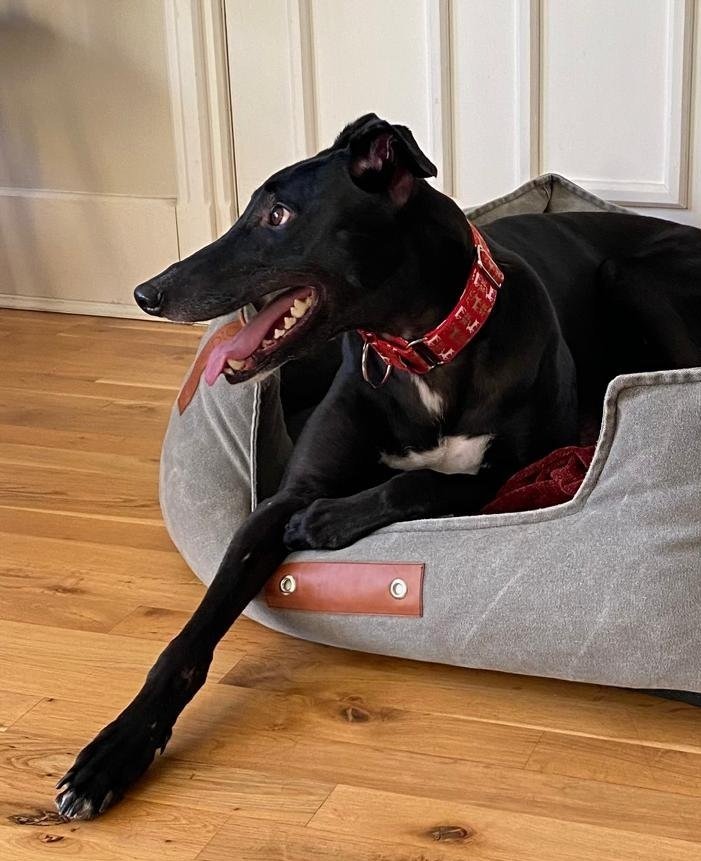 10 Things My Sighthound Wishes I Knew