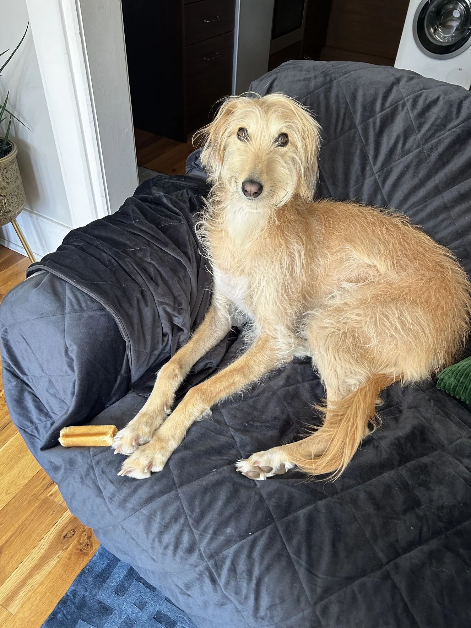A shaggy fawn lurcher lying on a grey quilted sofa, looking straight at the camera