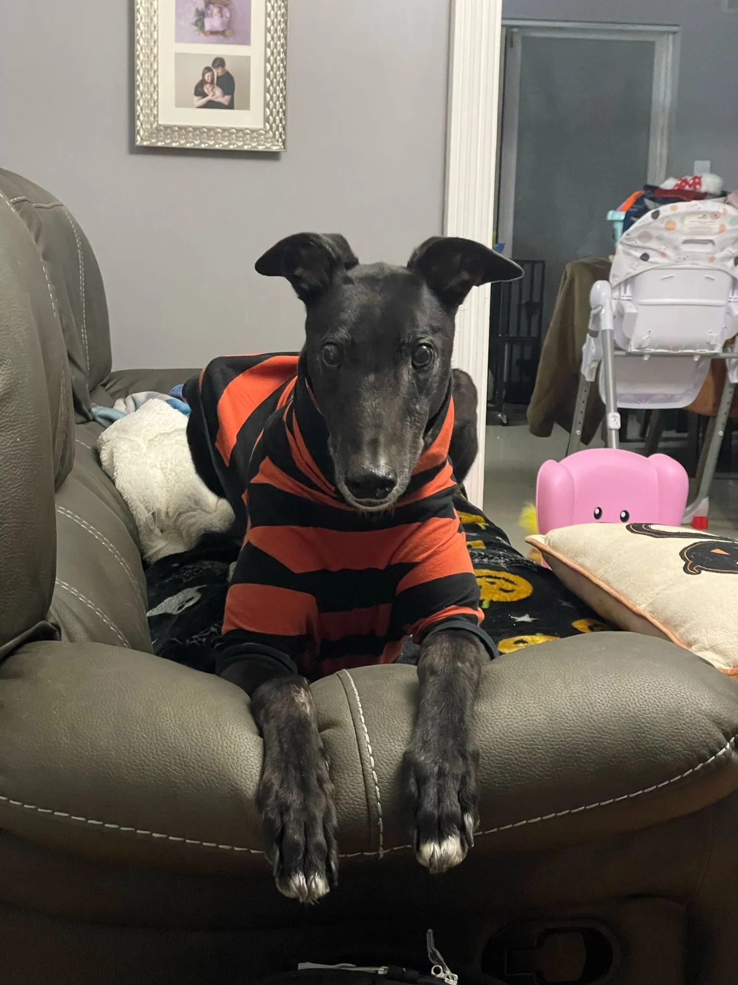 A black greyhound in a red and black striped jumper, sitting on a sofa