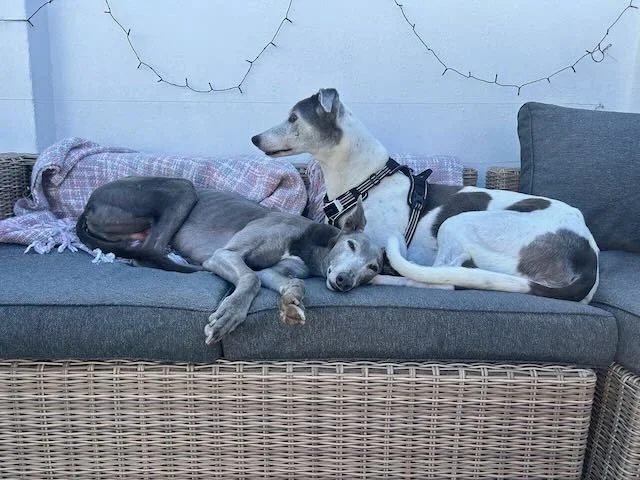Three greyhounds resting on a gray wicker patio couch with cushions, surrounded by a pink blanket and string lights above.