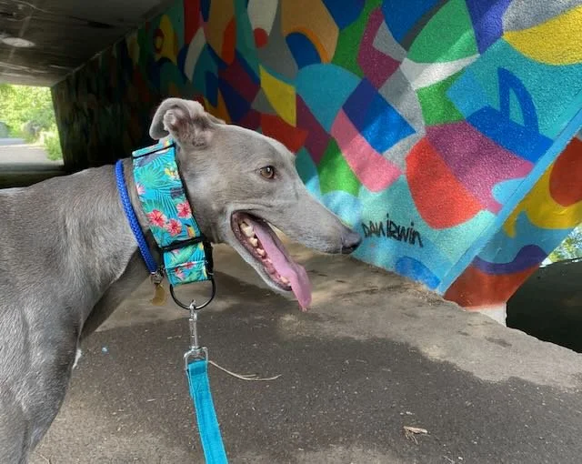A grey greyhound in a colourful martingale collar grinning in front of a bright painted wall