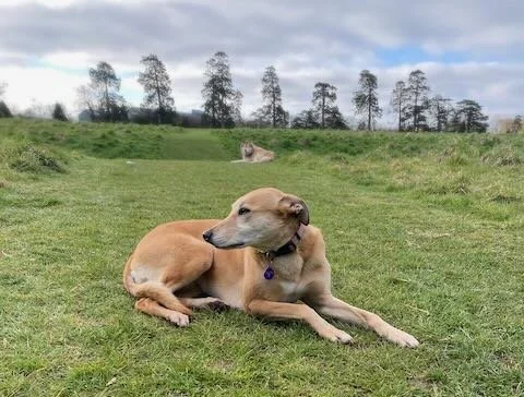 Two dogs lying on a grassy path with trees and a cloudy sky in the background.