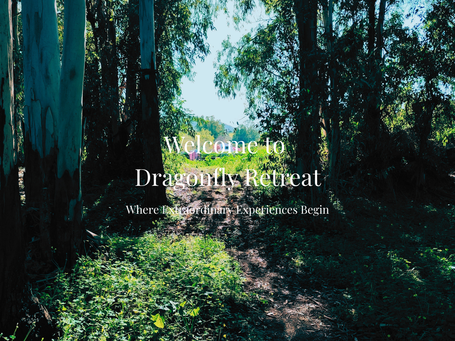 A gentle woodland trail winds its through the trees, leading down to the peaceful river. The dappled light, birdsong, and fresh air create a sense of calm as you walk beneath the canopy. This hidden pathway feels like a journey into nature's heart,