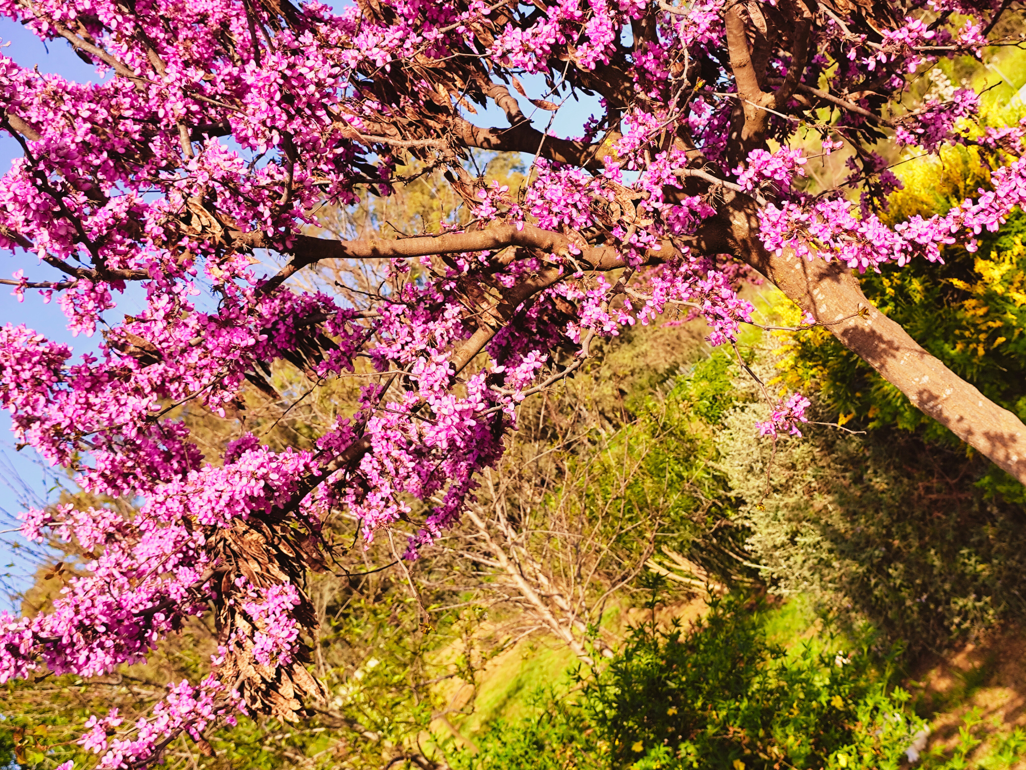 Wander through our peaceful garden where cherry trees and a variety of fruit trees grow in abundance. In spring and summer, the blossoms and ripening fruit bring bursts of colour and fragrance, creating a natural haven of beauty. This tranquil corner