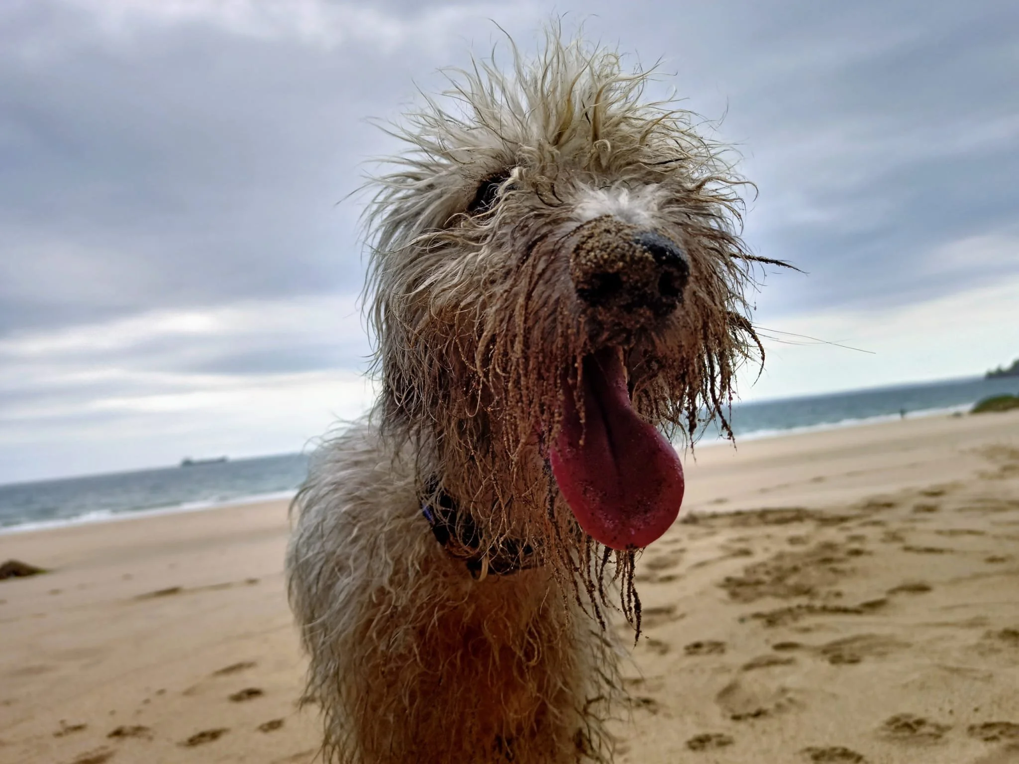Wet dog at the beach with sand on its face and nose, tongue hanging out, ocean and cloudy sky in the background.