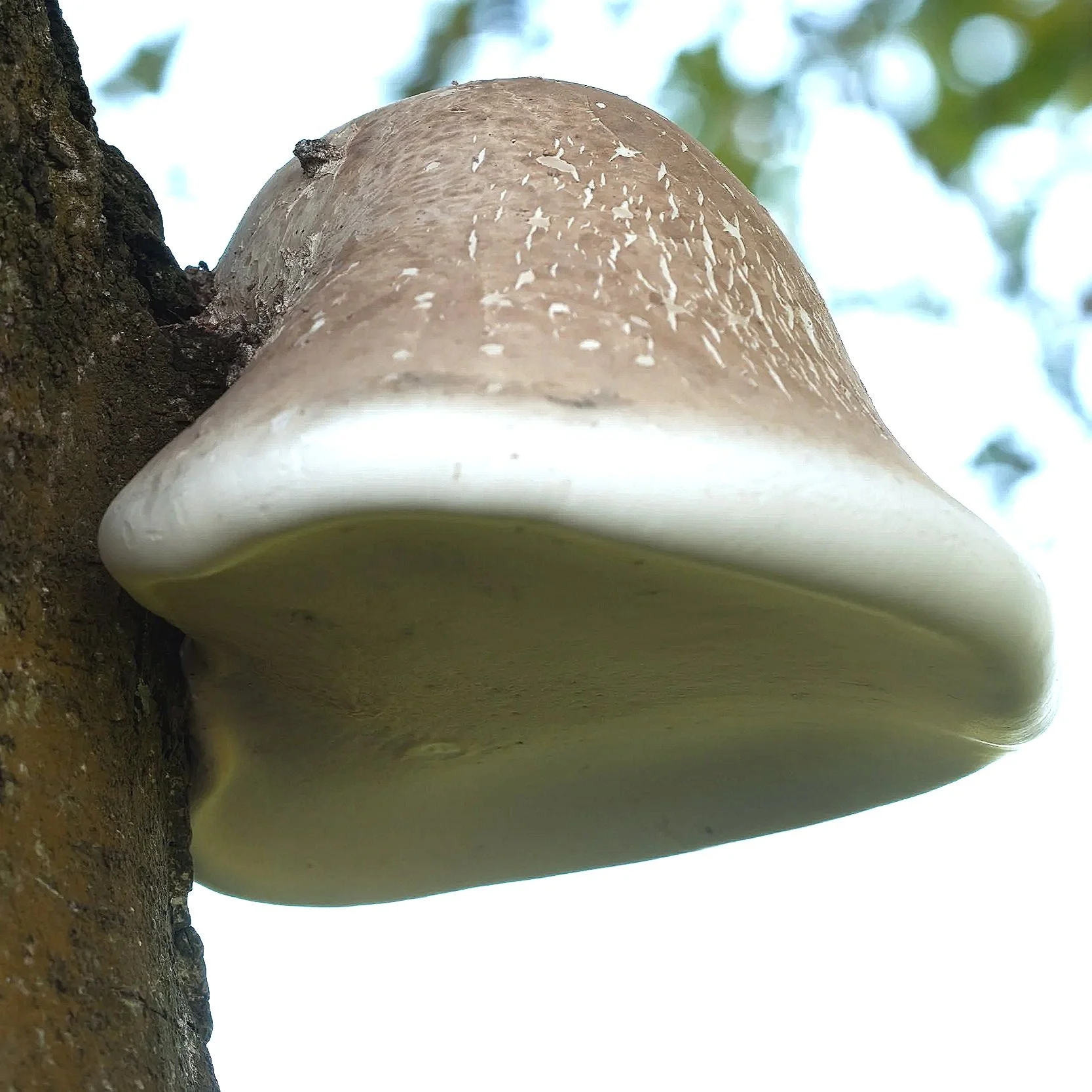 birch+polypore+whole.jpg