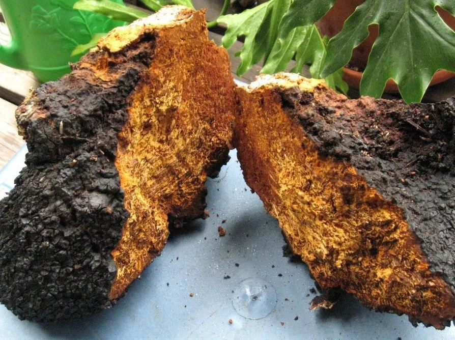 Chaga  ‘Inonotus obliquus’
